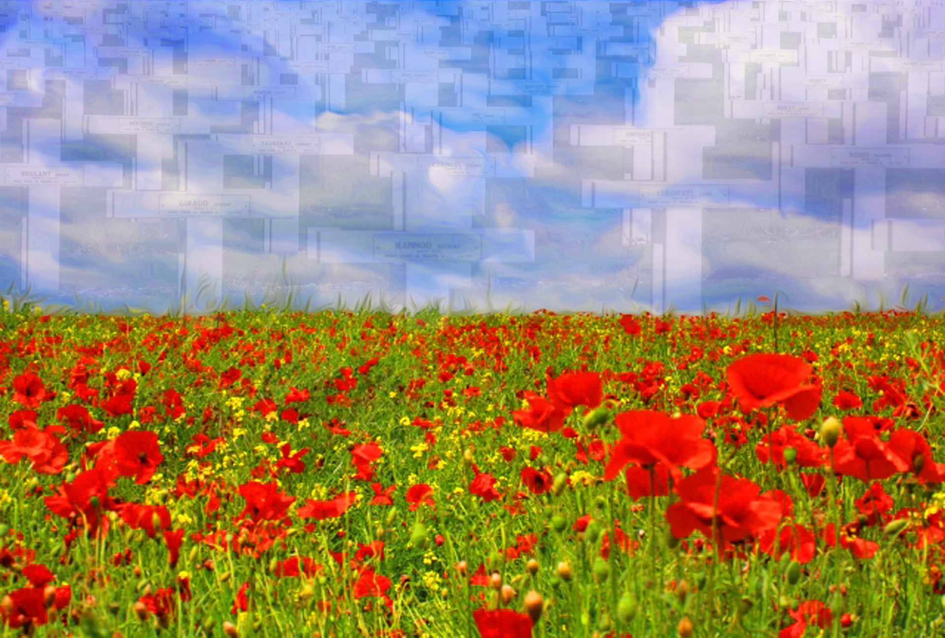 Fallen Poppies