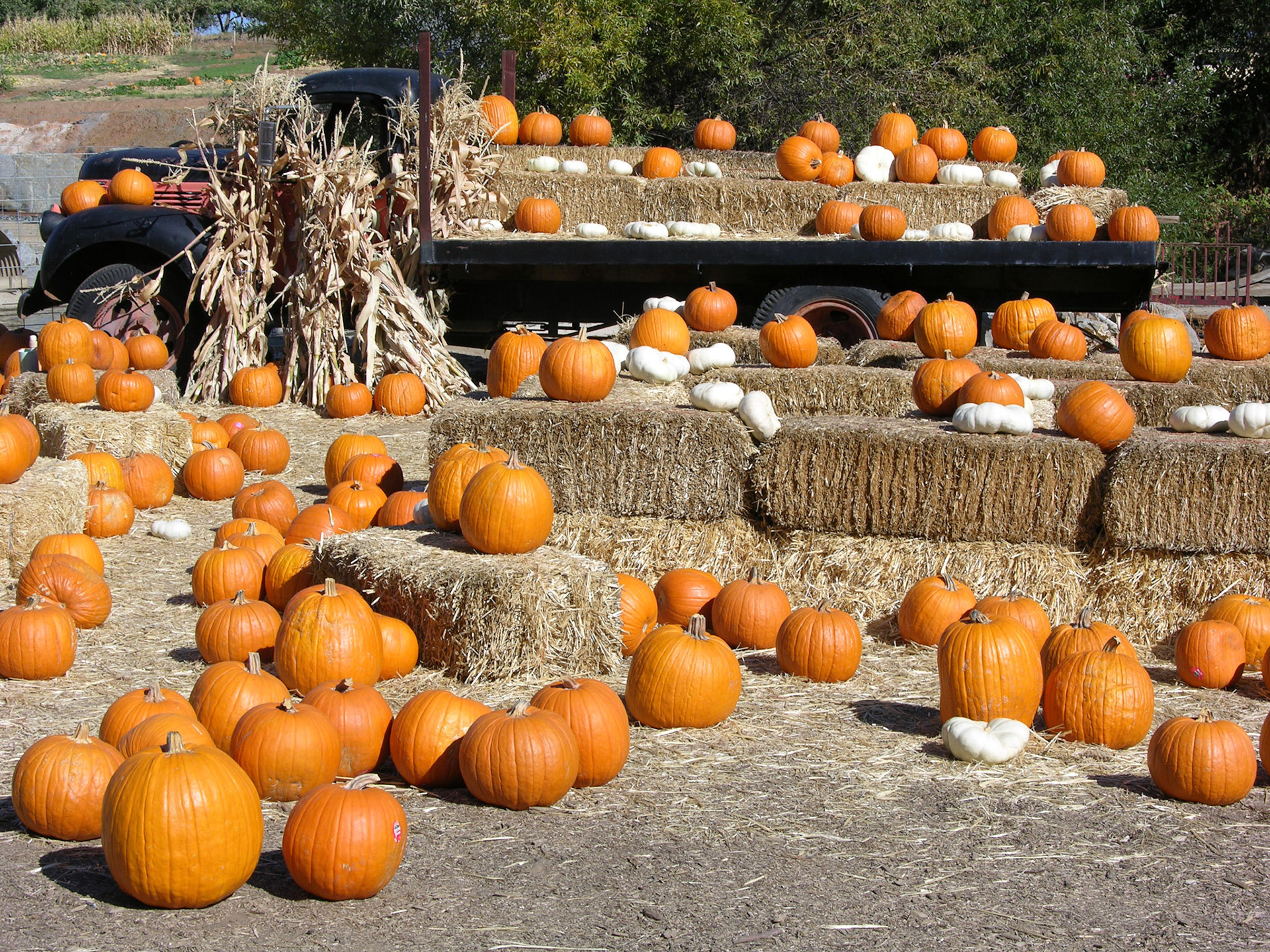 Pumpkins for laterns