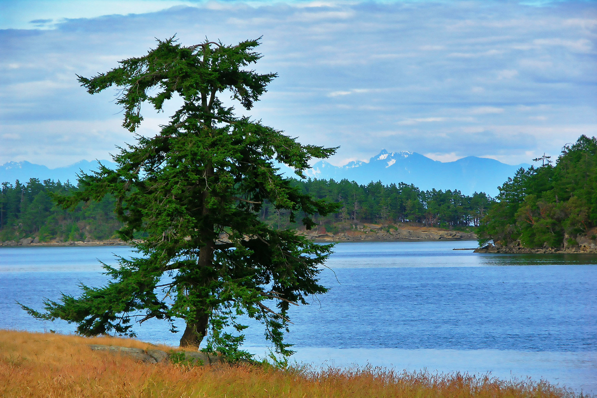 Lakeside tree