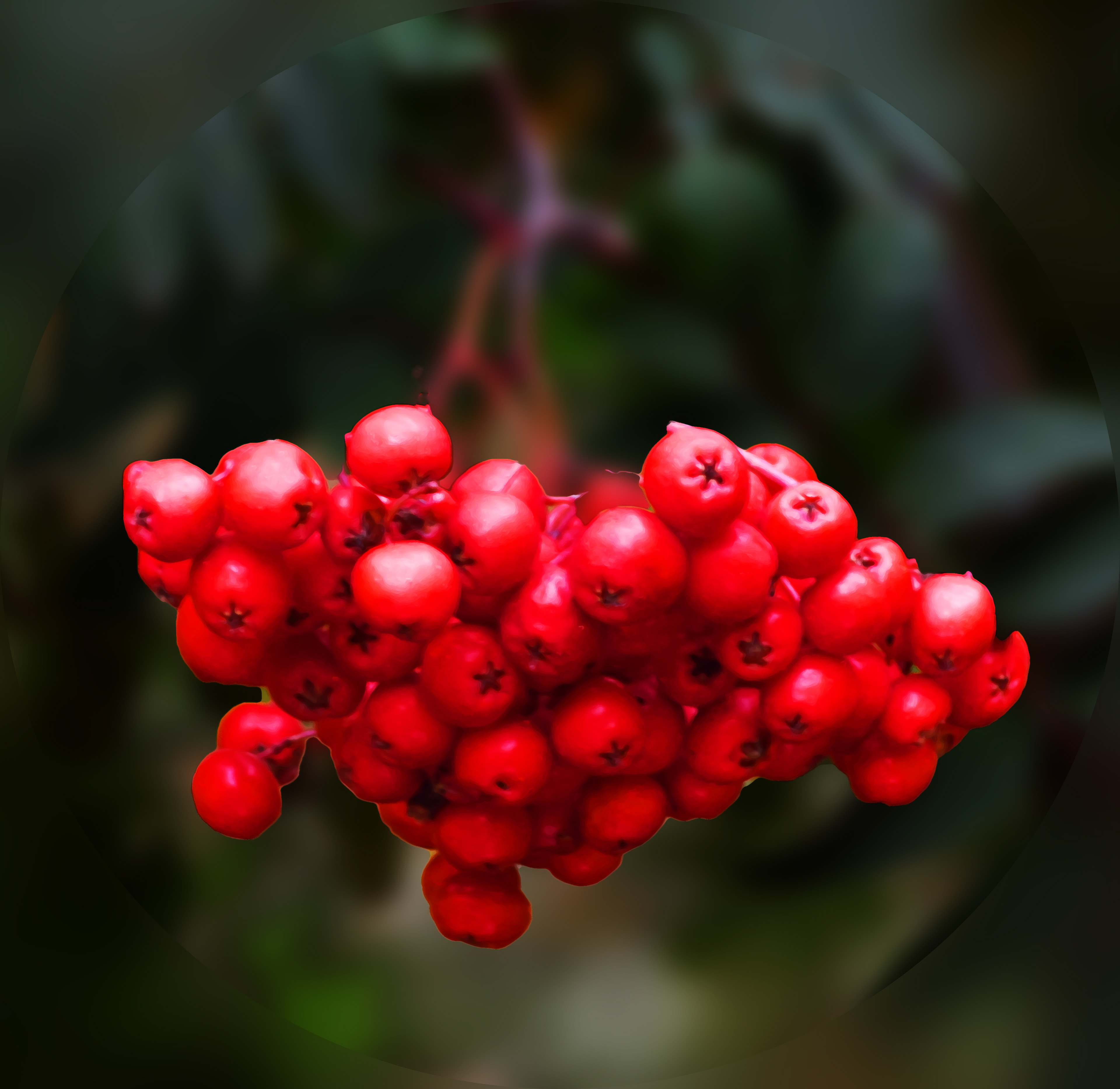 Red Berries