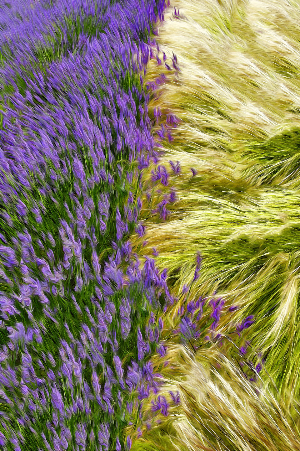 Lavendar farm