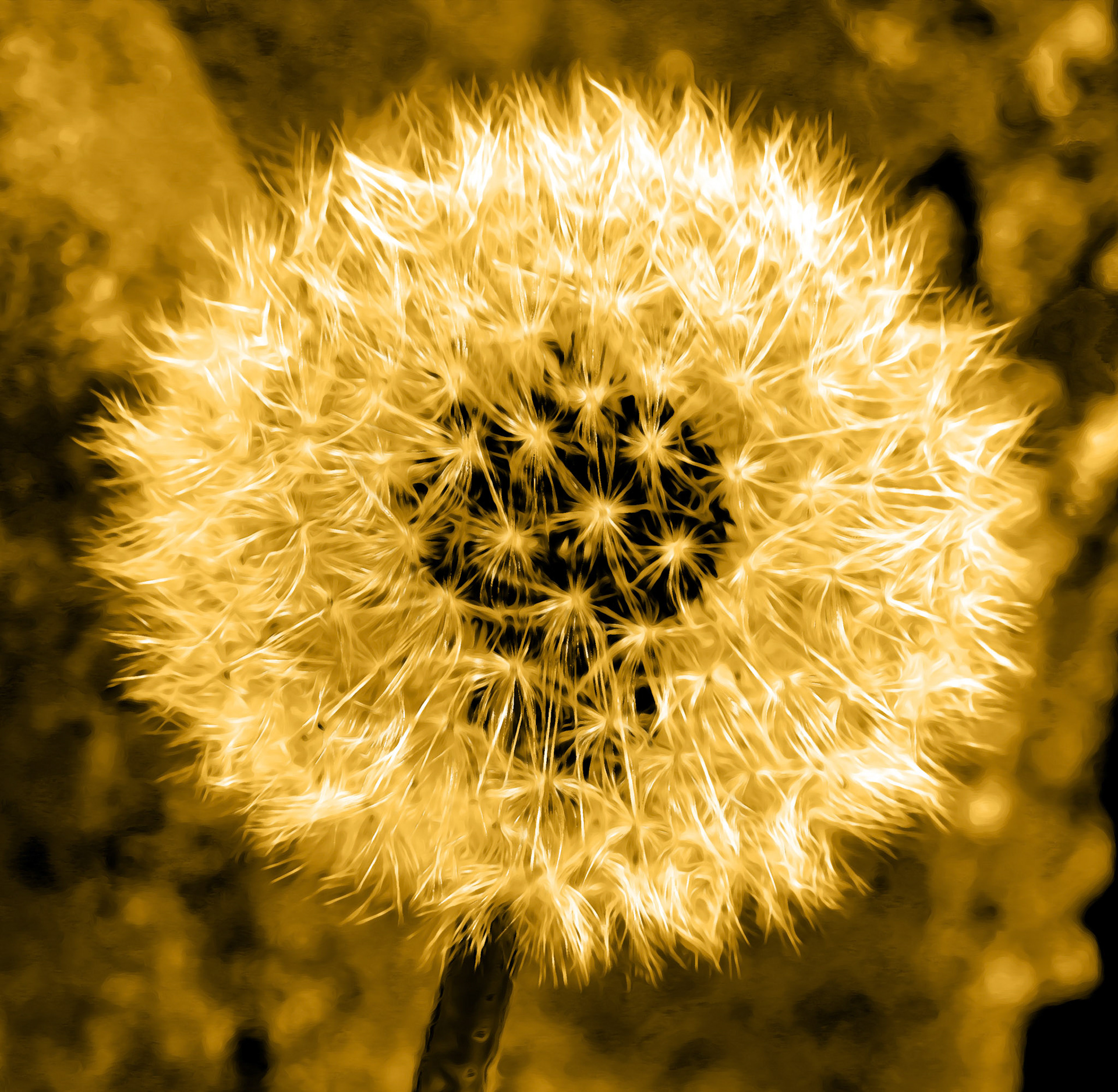 Golden dandelion