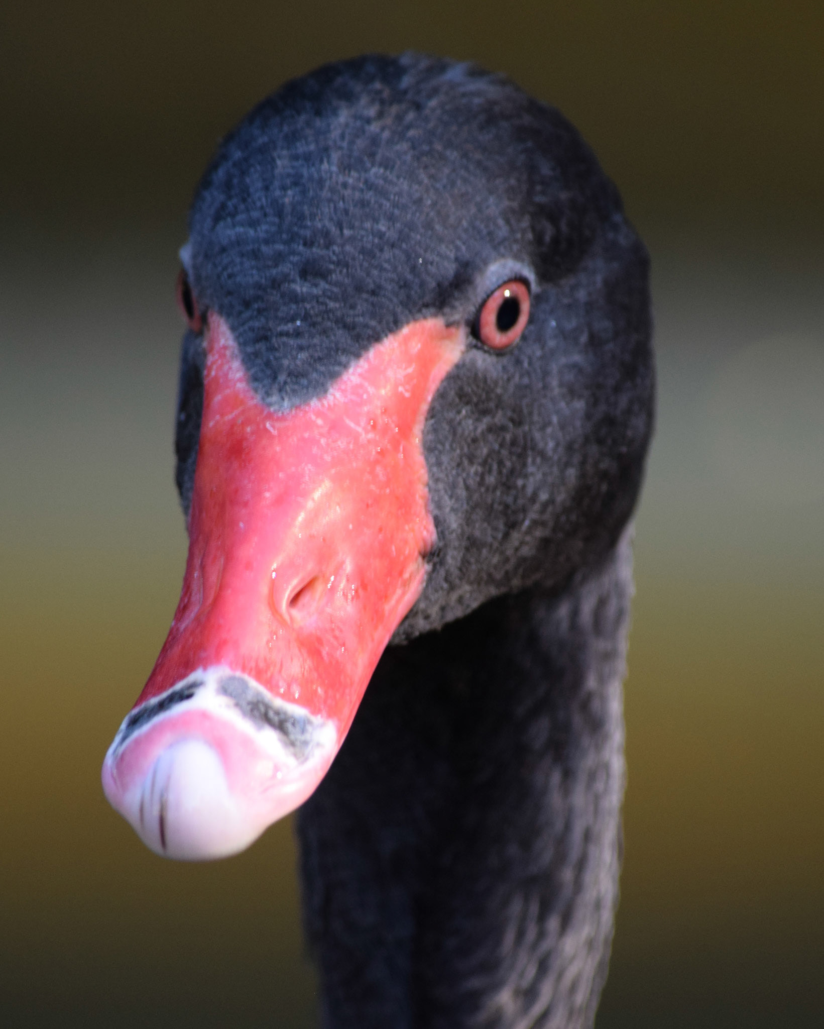 Beady Eye