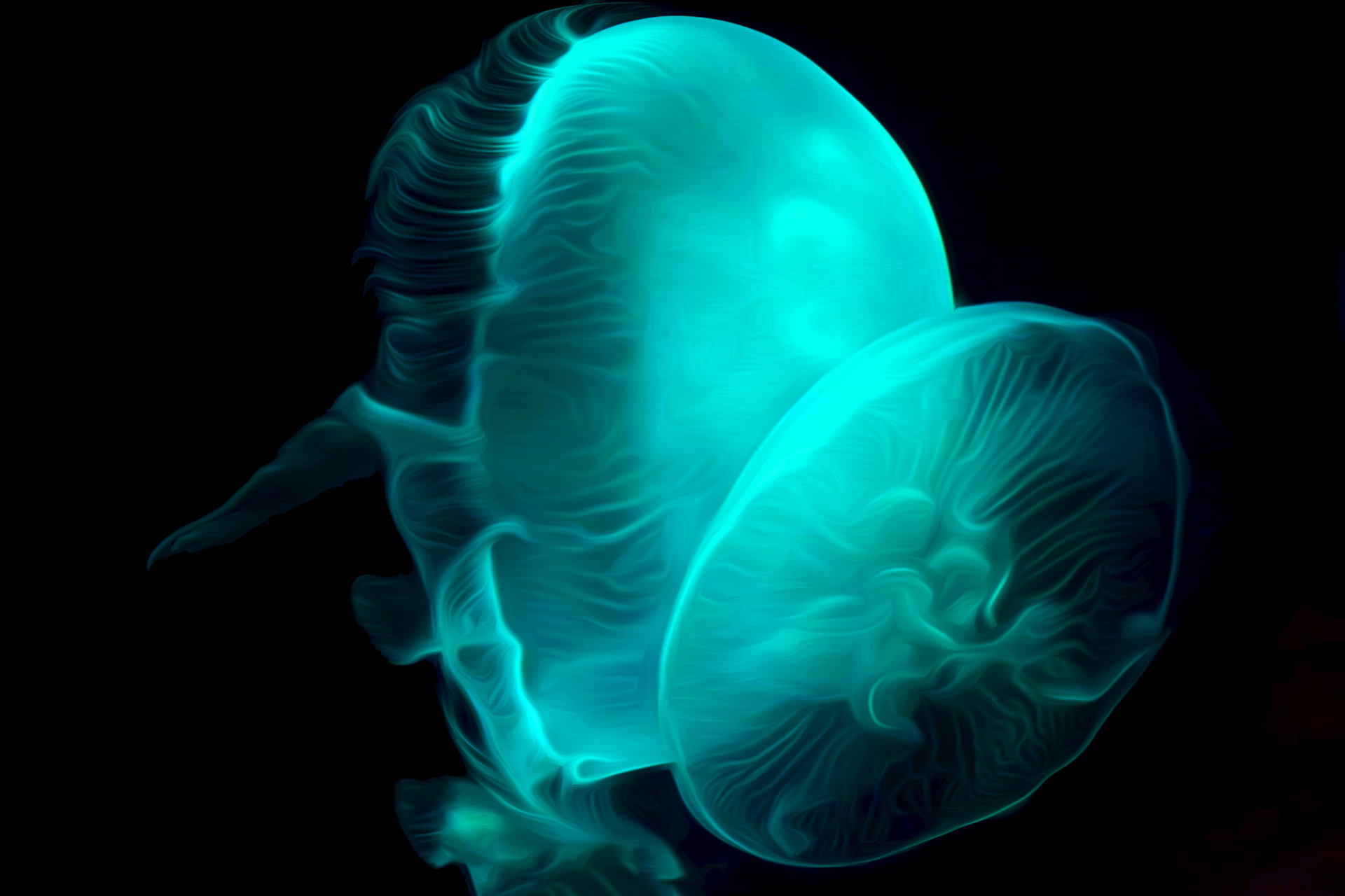 Jelly