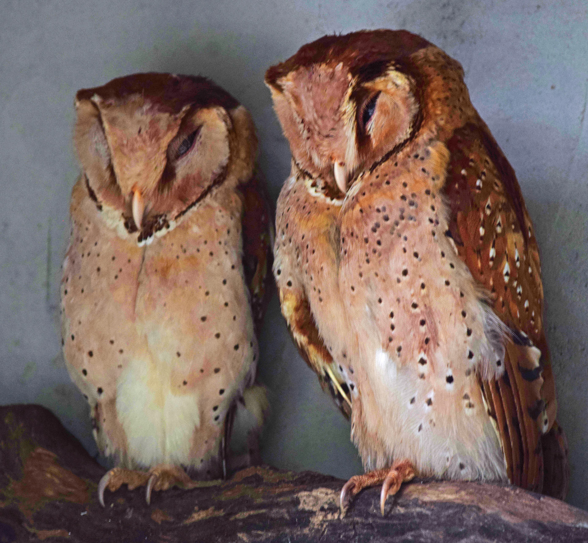 Twins