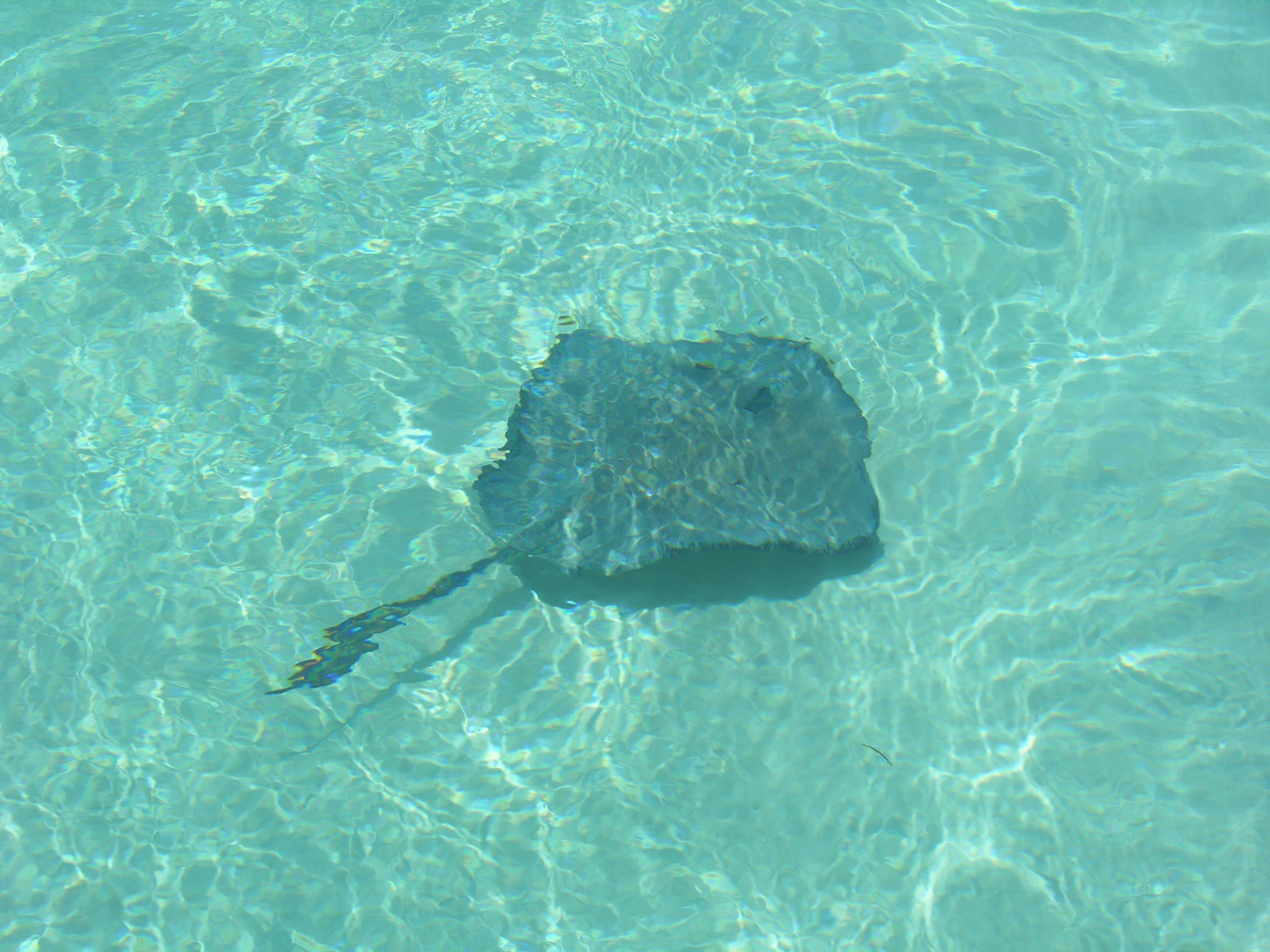 Stingray City, Grand Cayman