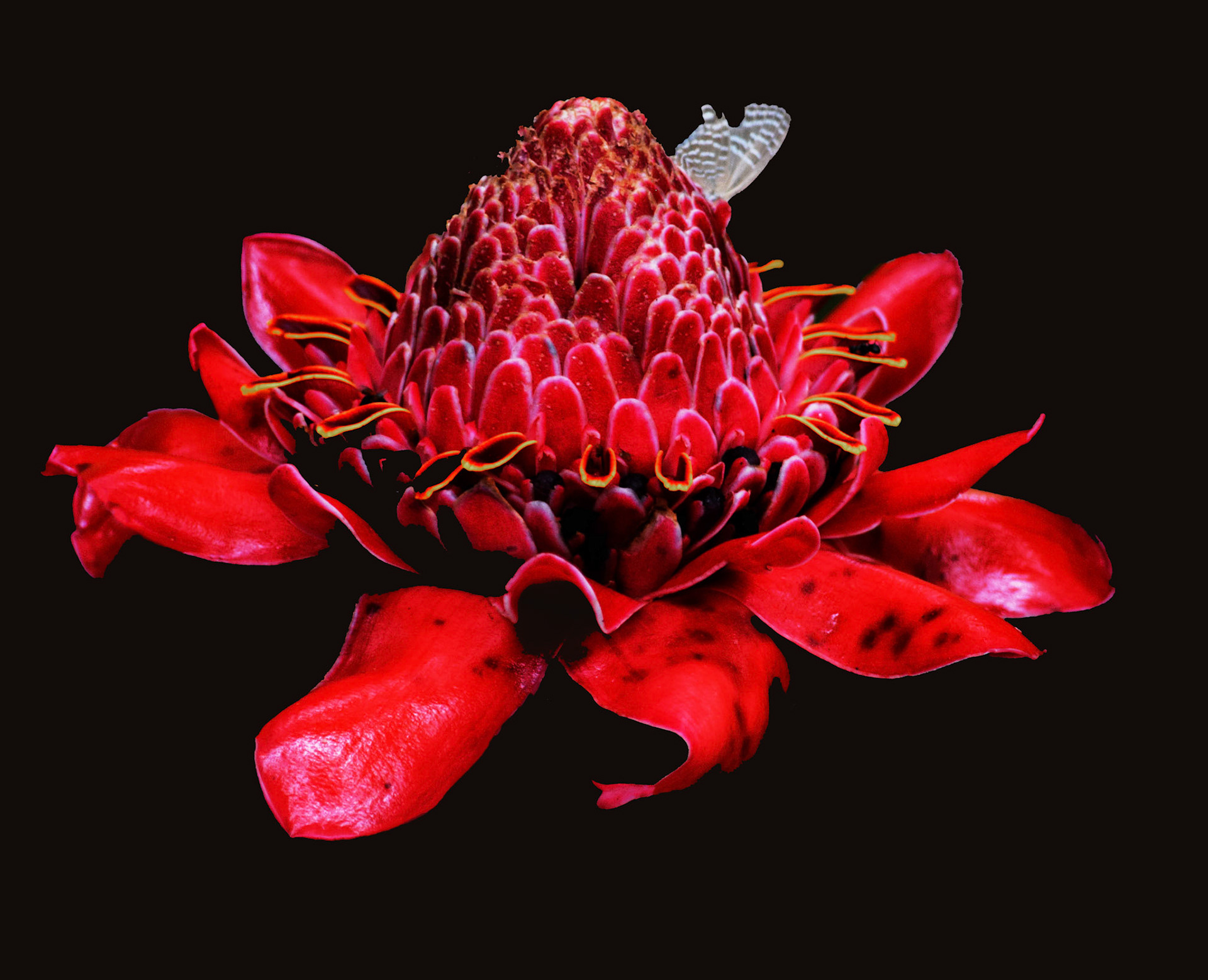 Now I know : Waratah