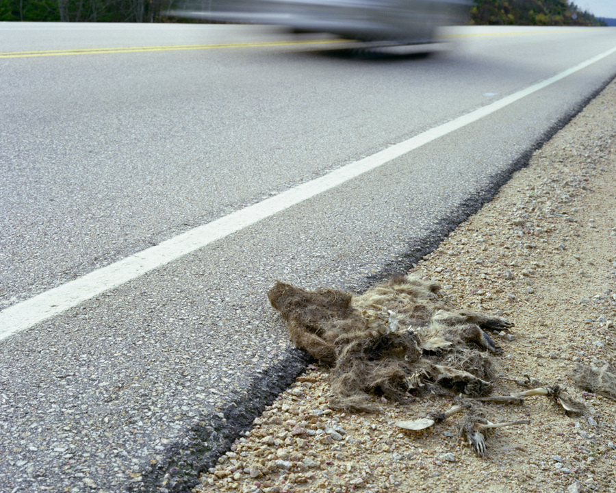 Raccoon 3, 2006, large format c-print