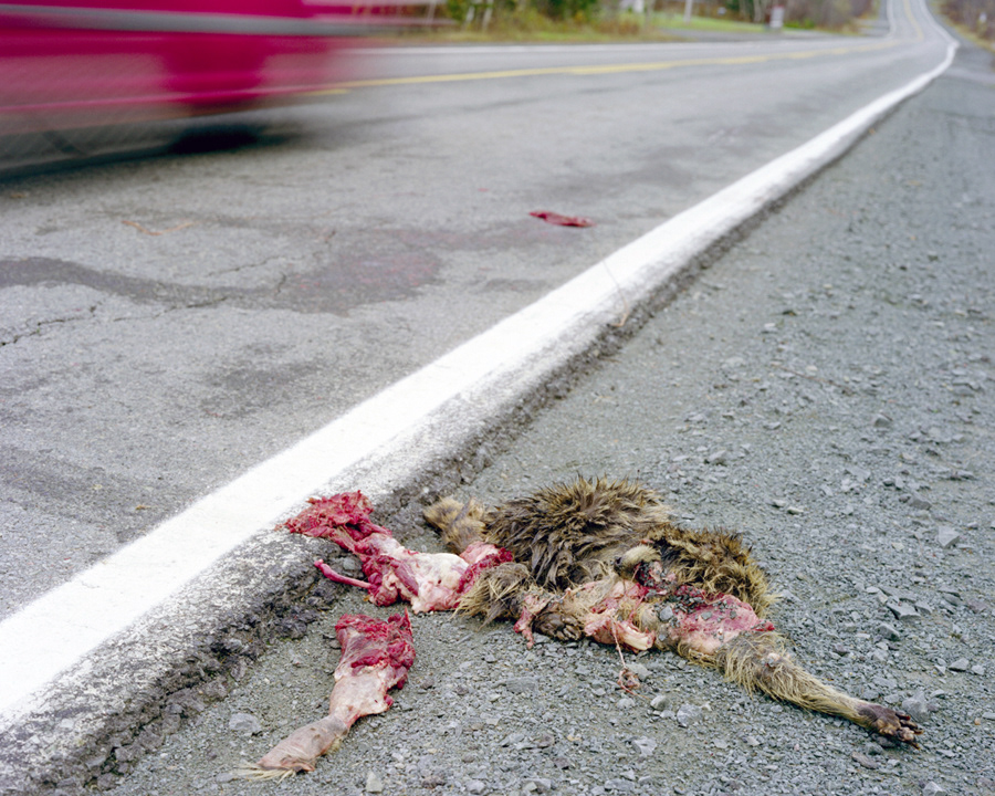 Raccoon 2, 2006, large format c-print