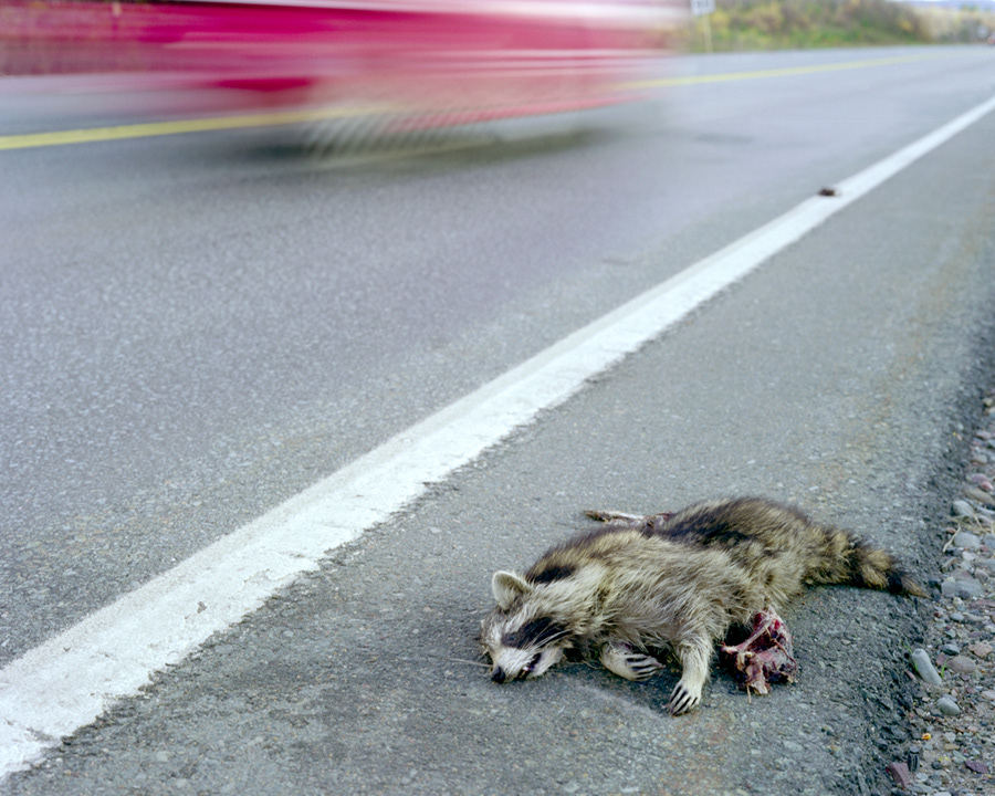 Raccoon 5, 2006, large format c-print