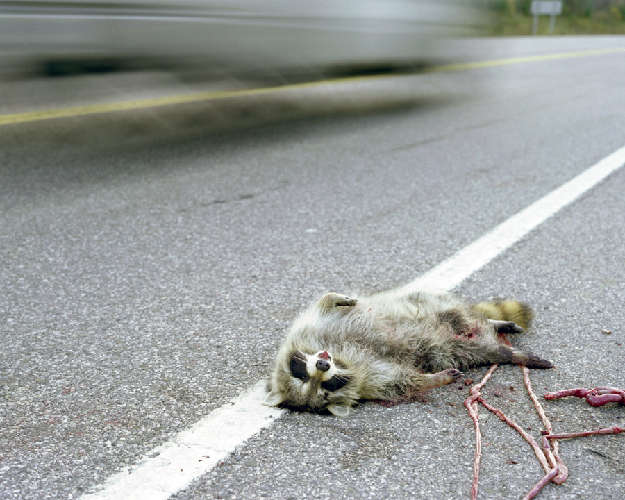 Raccoon 1, 2006, large format c-print