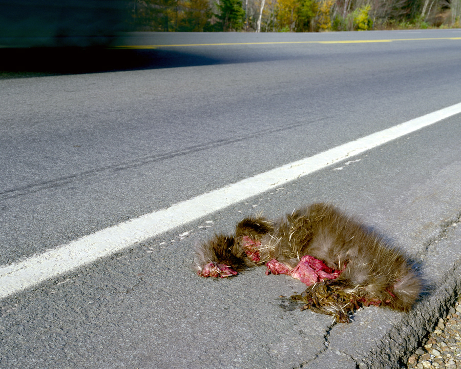 Porcupine 1, 2006, large format c-print