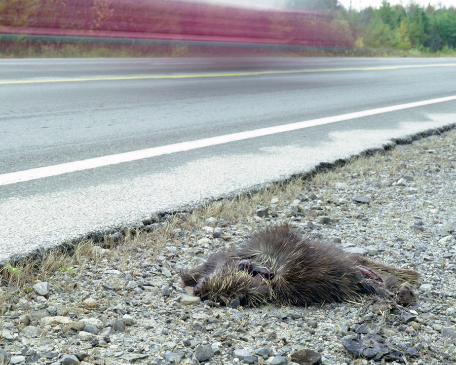 Porcupine 2, 2006, large format c-print
