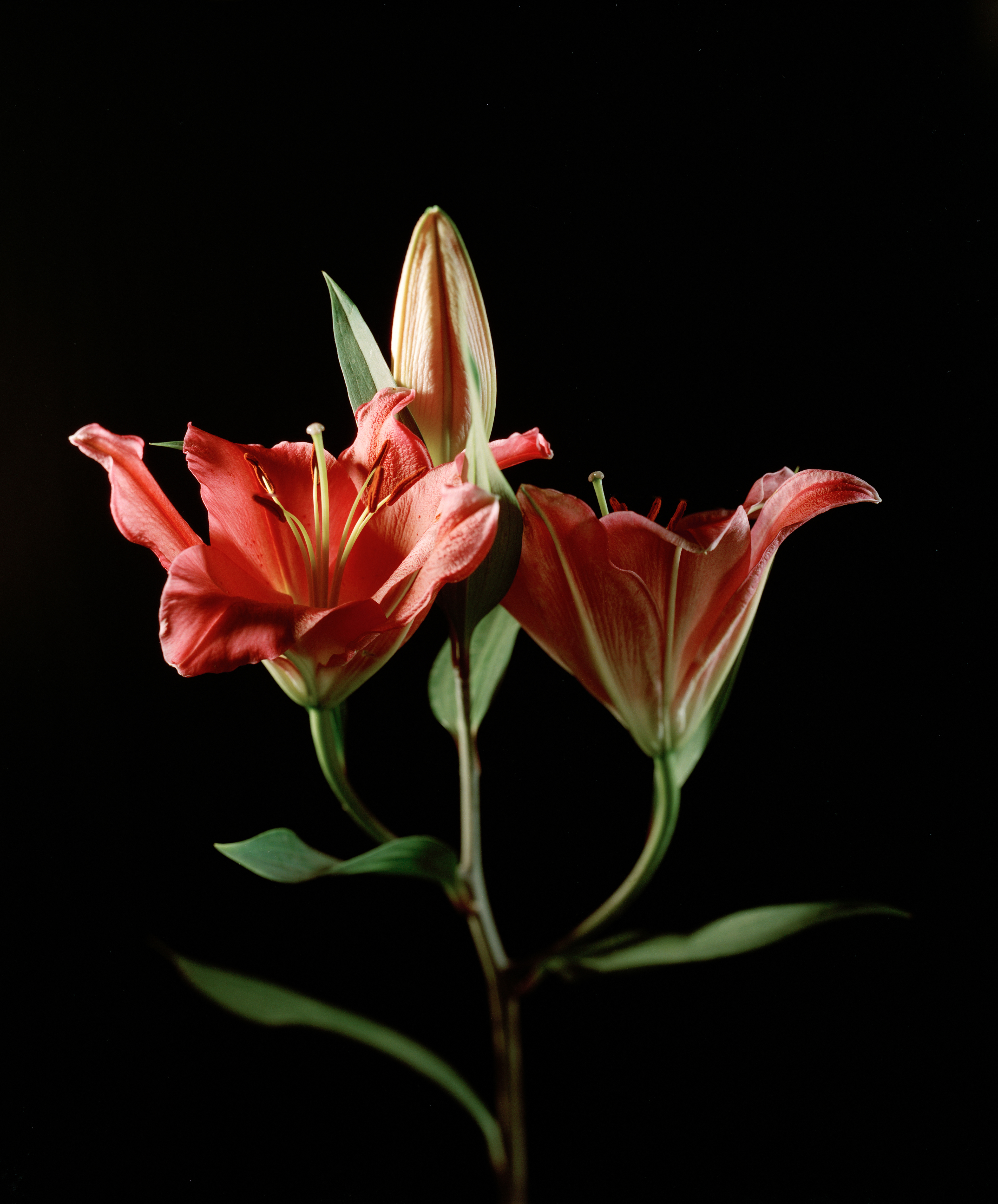 4x5 Cinestill 400D