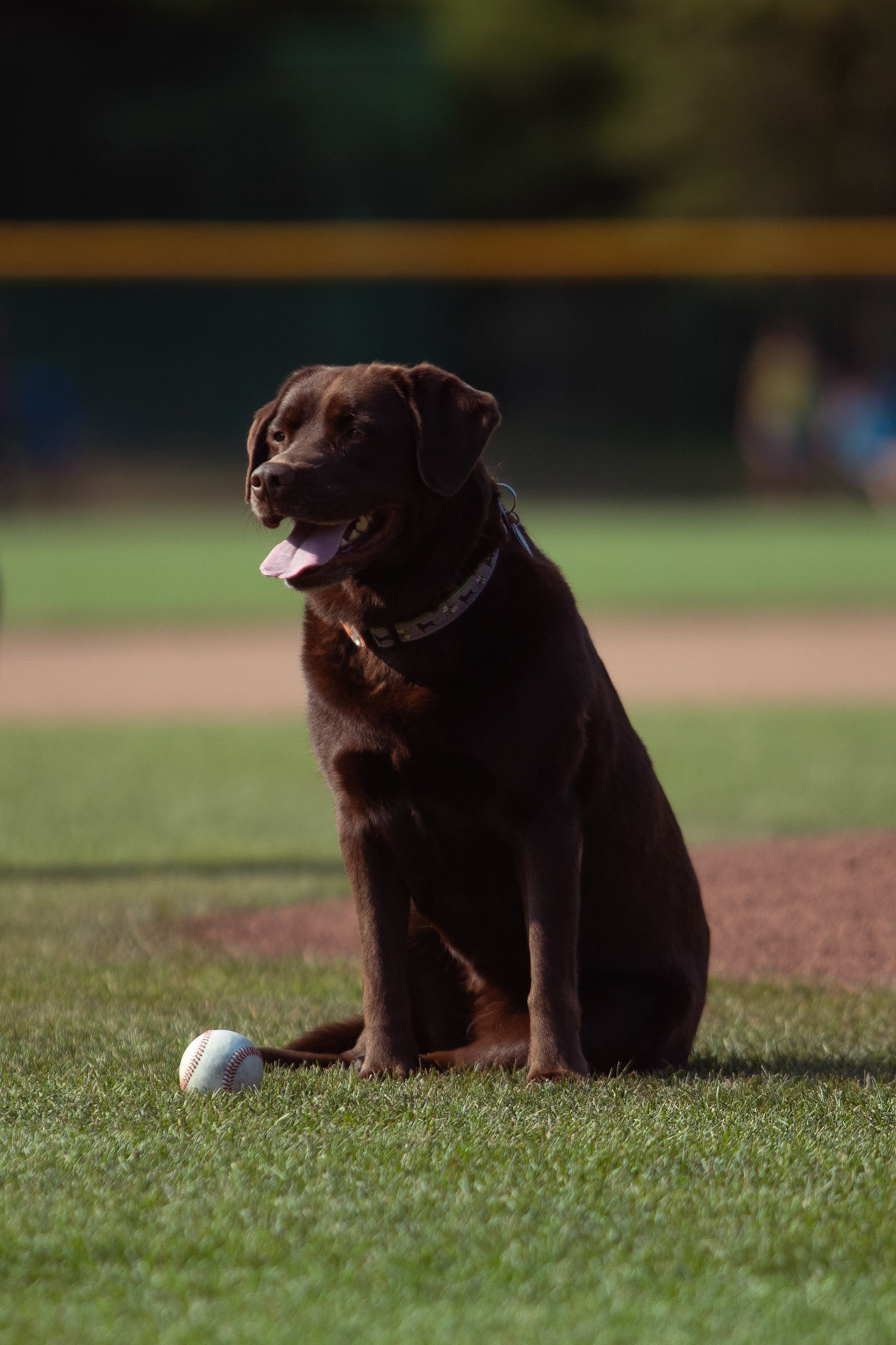 "Bark in the Park" first Pitcher getting ready
