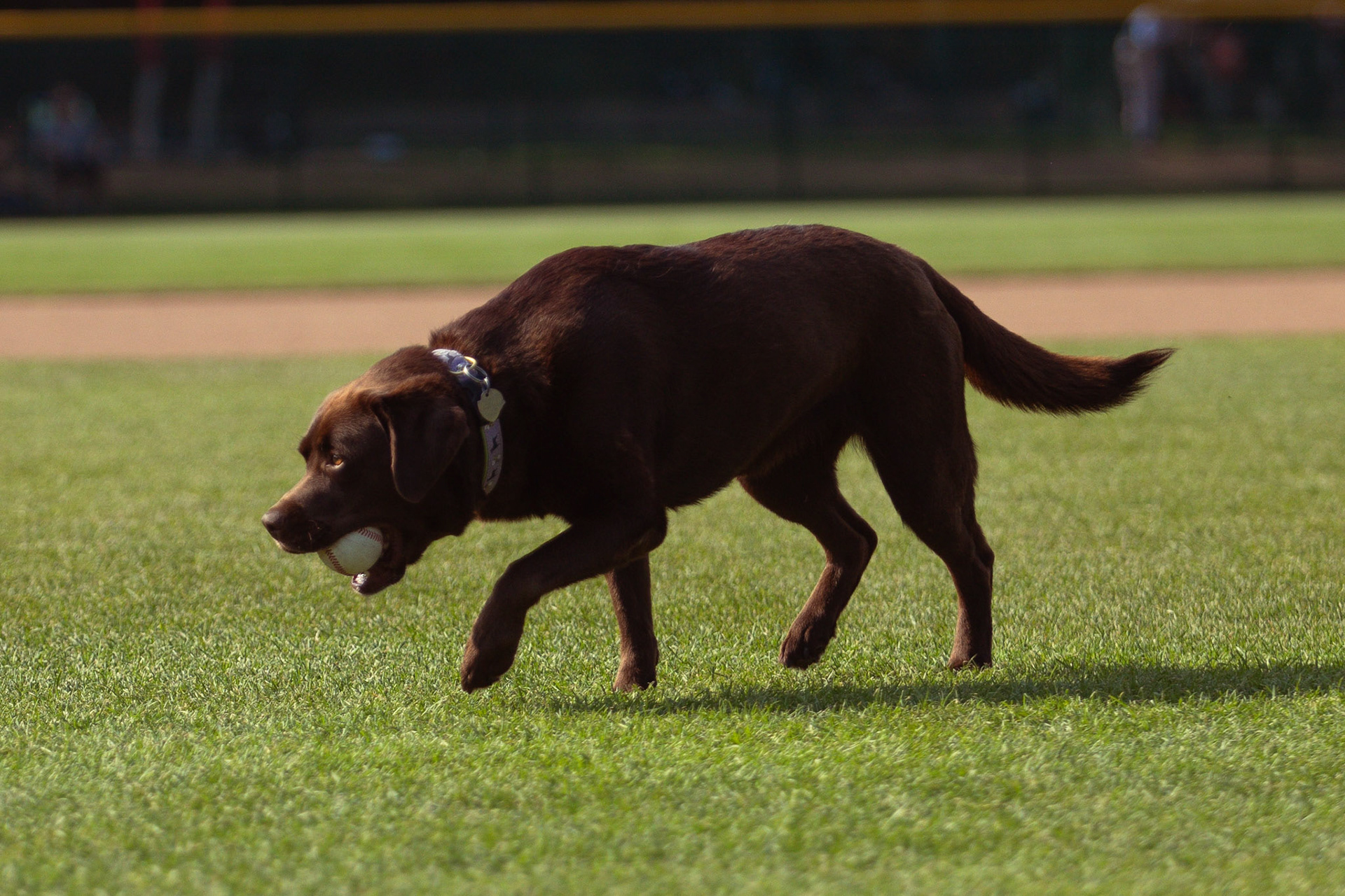 "Bark in the Park" Pitcher advancing rapidly to the mound