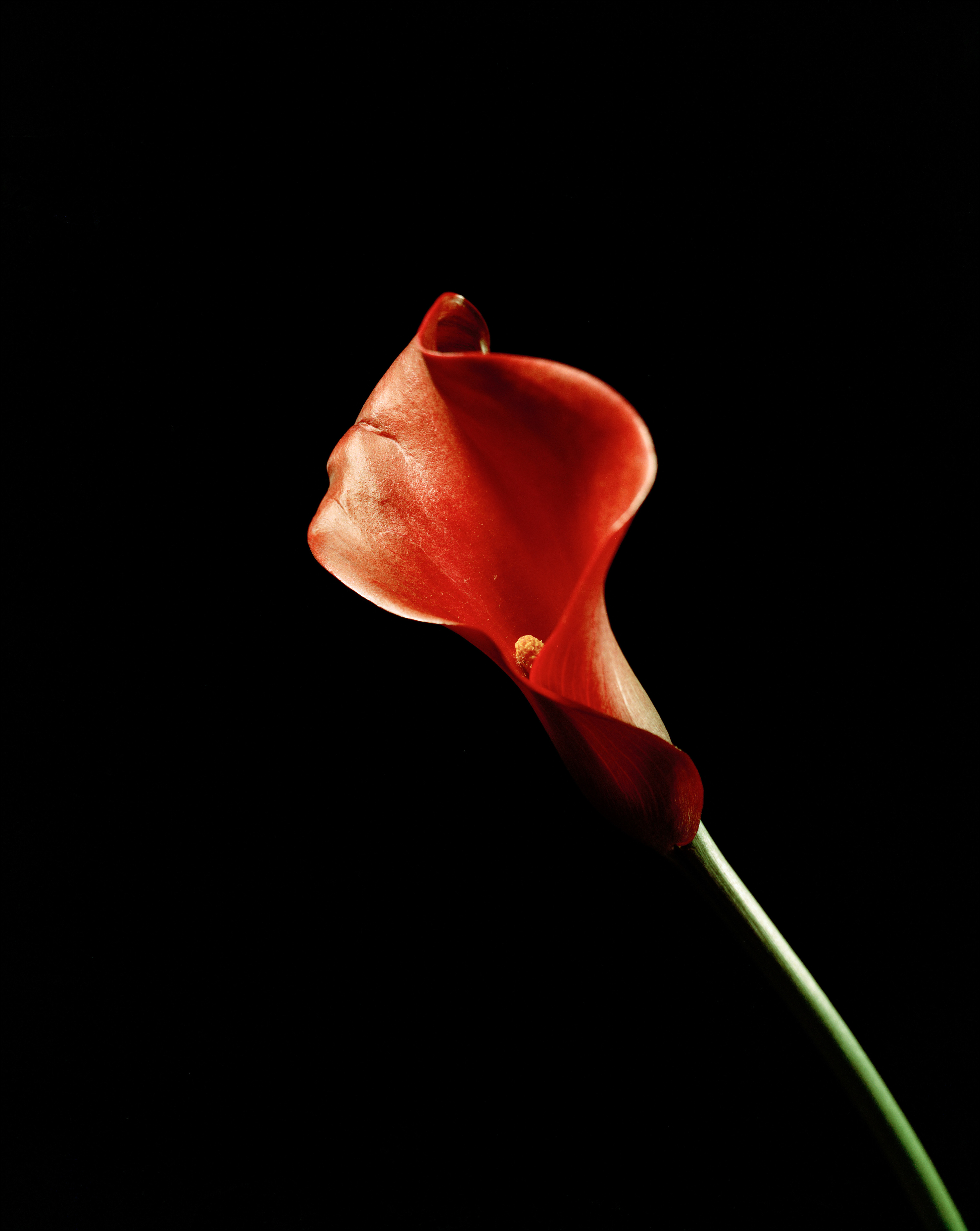4x5 Cinestill 400D