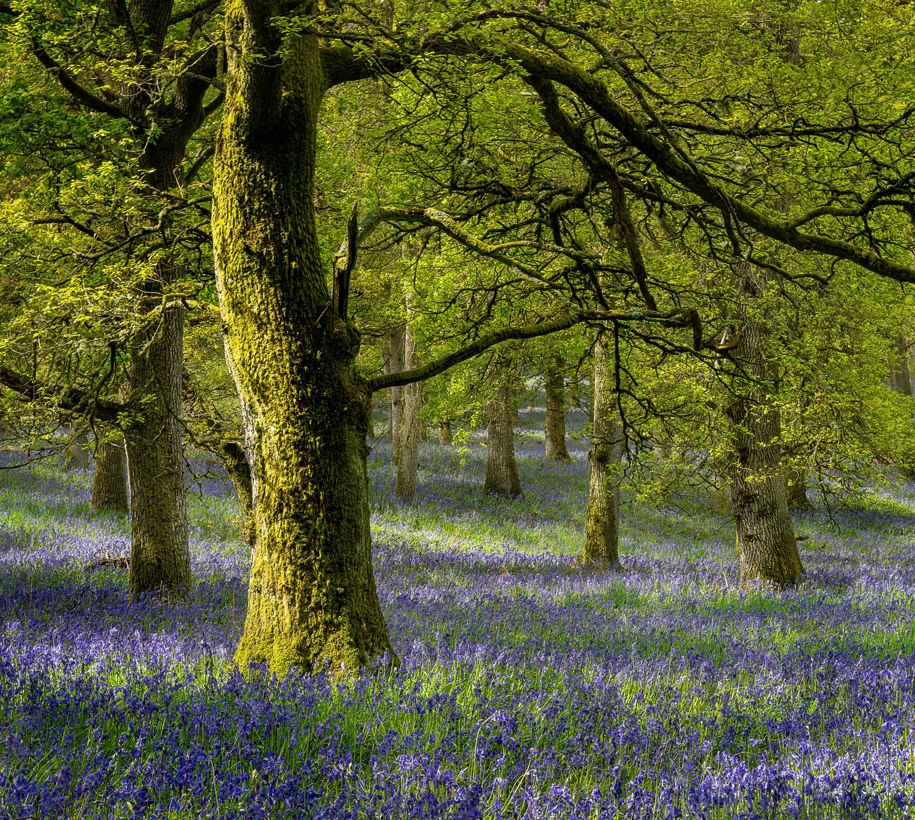 Bluebell Wood