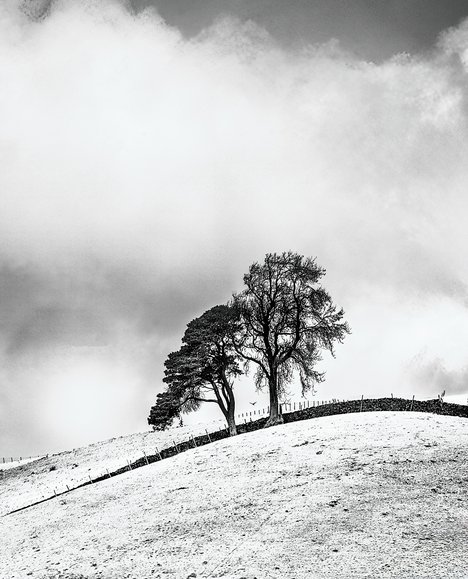 Dales Trees
