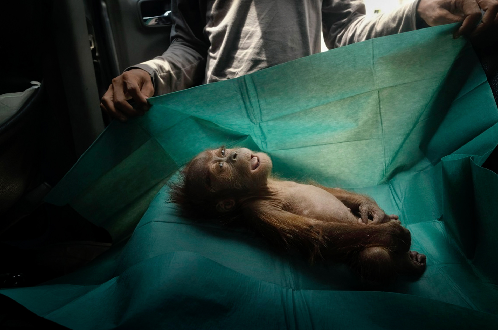 World Press Photo 2020, Wordpres, , photo, word press photo, ritratto, concorso fotografico, foto giornalismo, Subulussalam, indonesia, Alain Schroeder, animali, scimmia, oranfo, cucciolo, ospedale