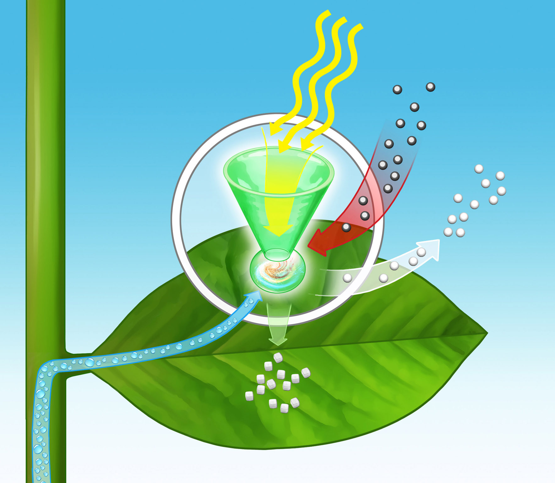 Ravensburger Schaubild Photosynthese