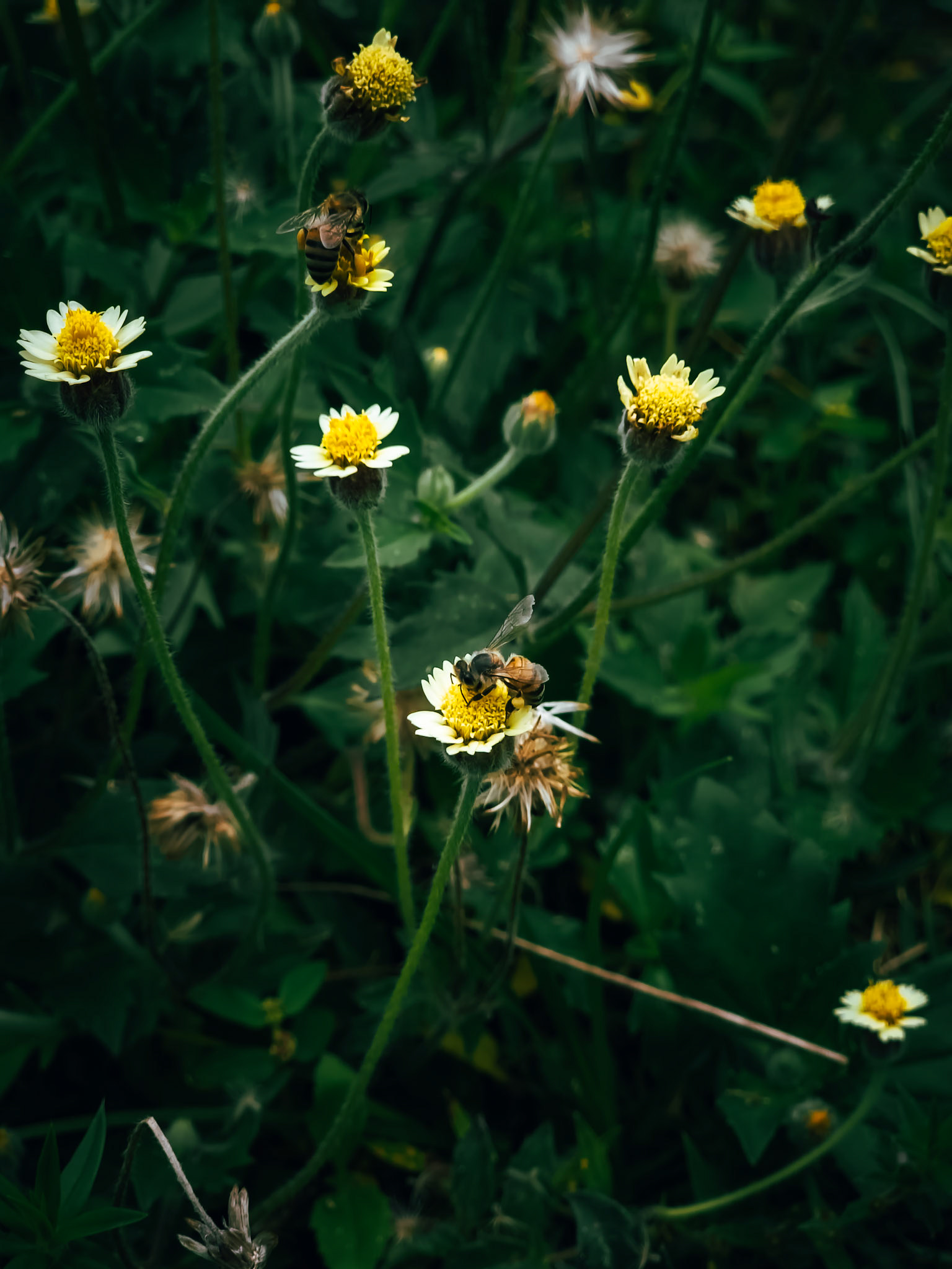Nature