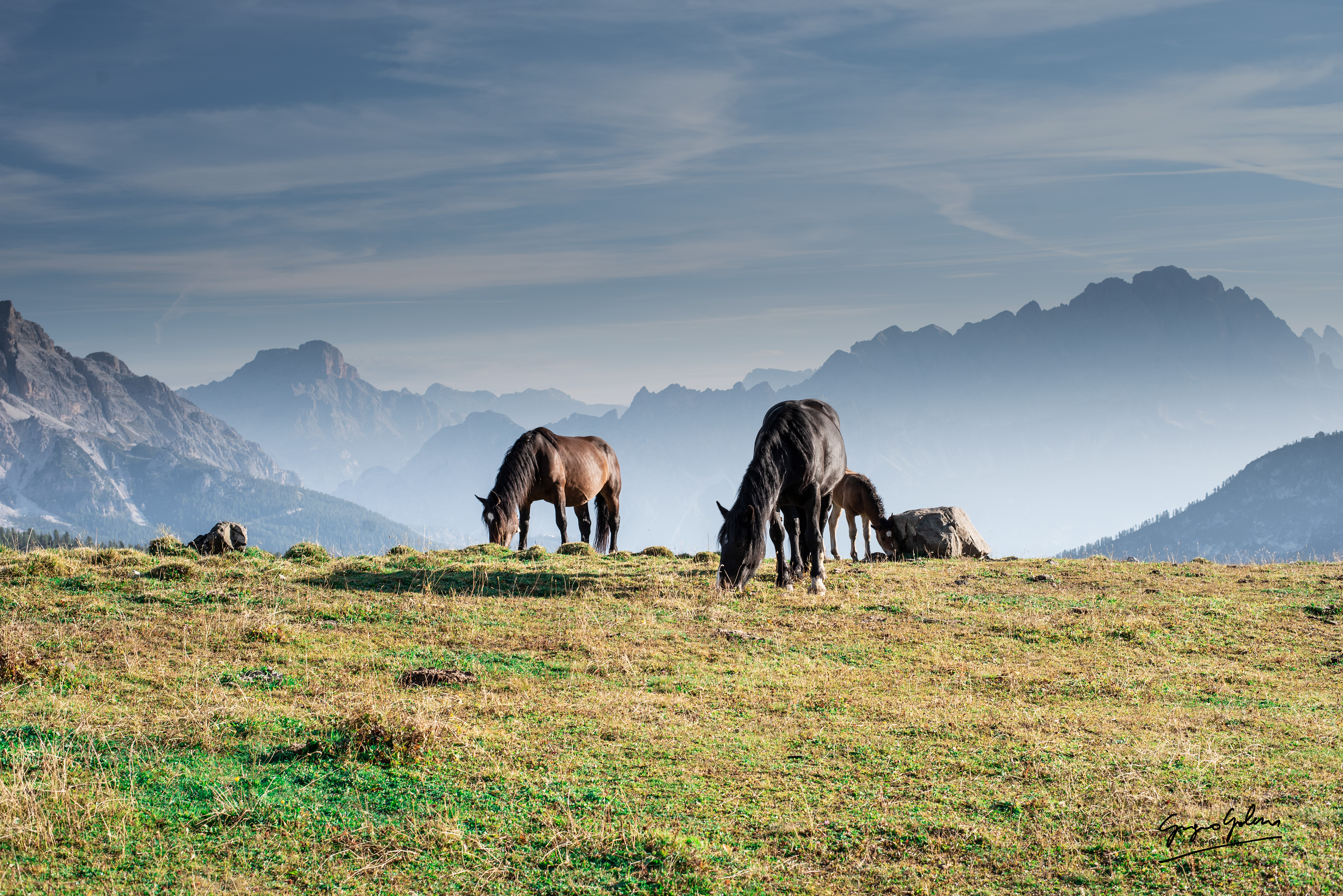 Cavalli al Passo Giau