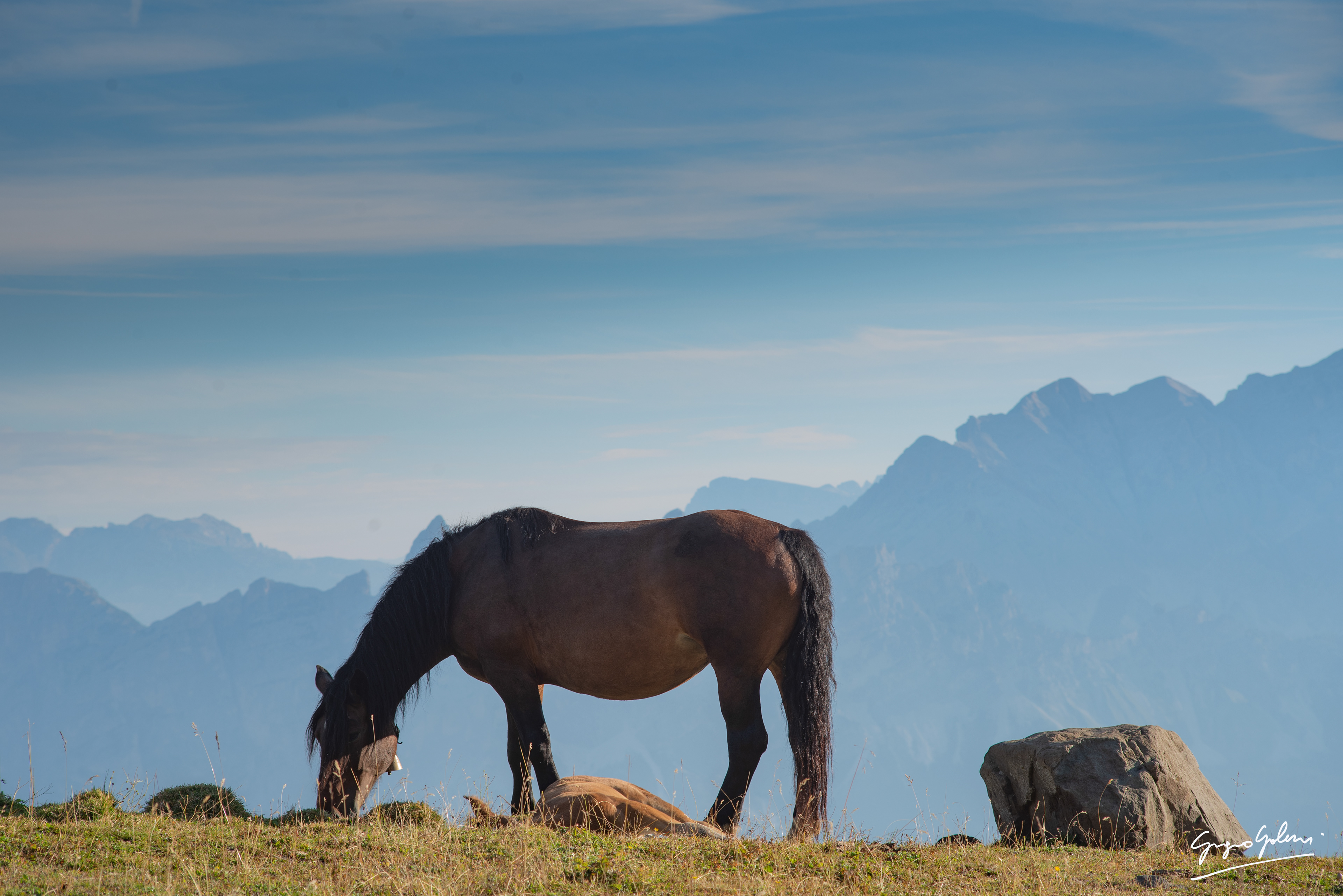 Cavalli al Passo Giau