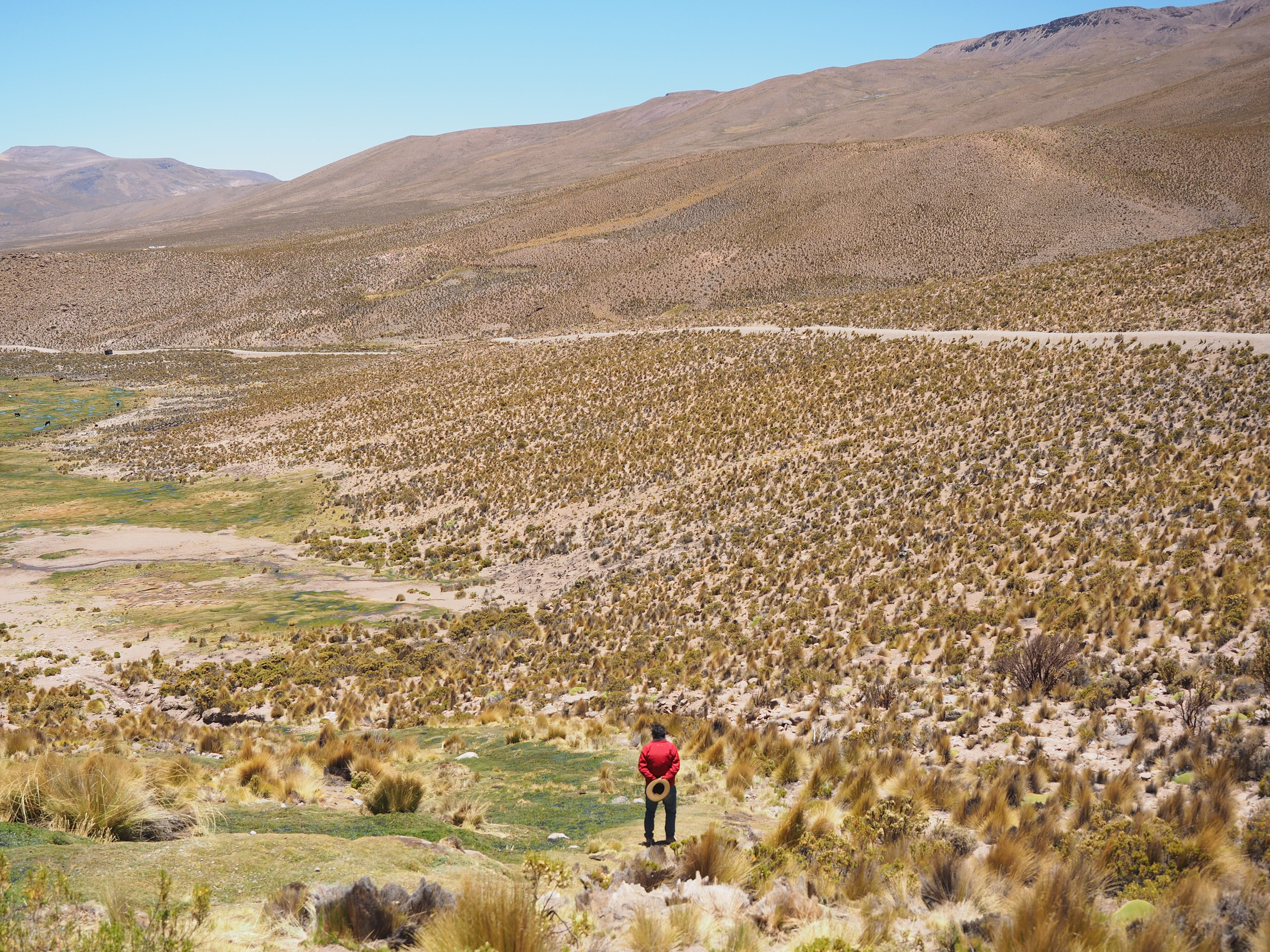 A man overlooks a bofedal in Nov. 2025 near Proyecto Champne's site in the cerro Anocarire in Northern Chile.