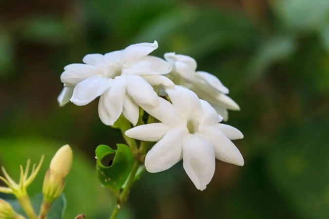Sampaguita