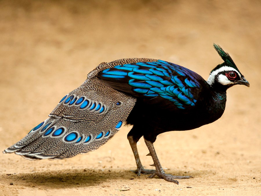 Palawan Peacock Pheasant