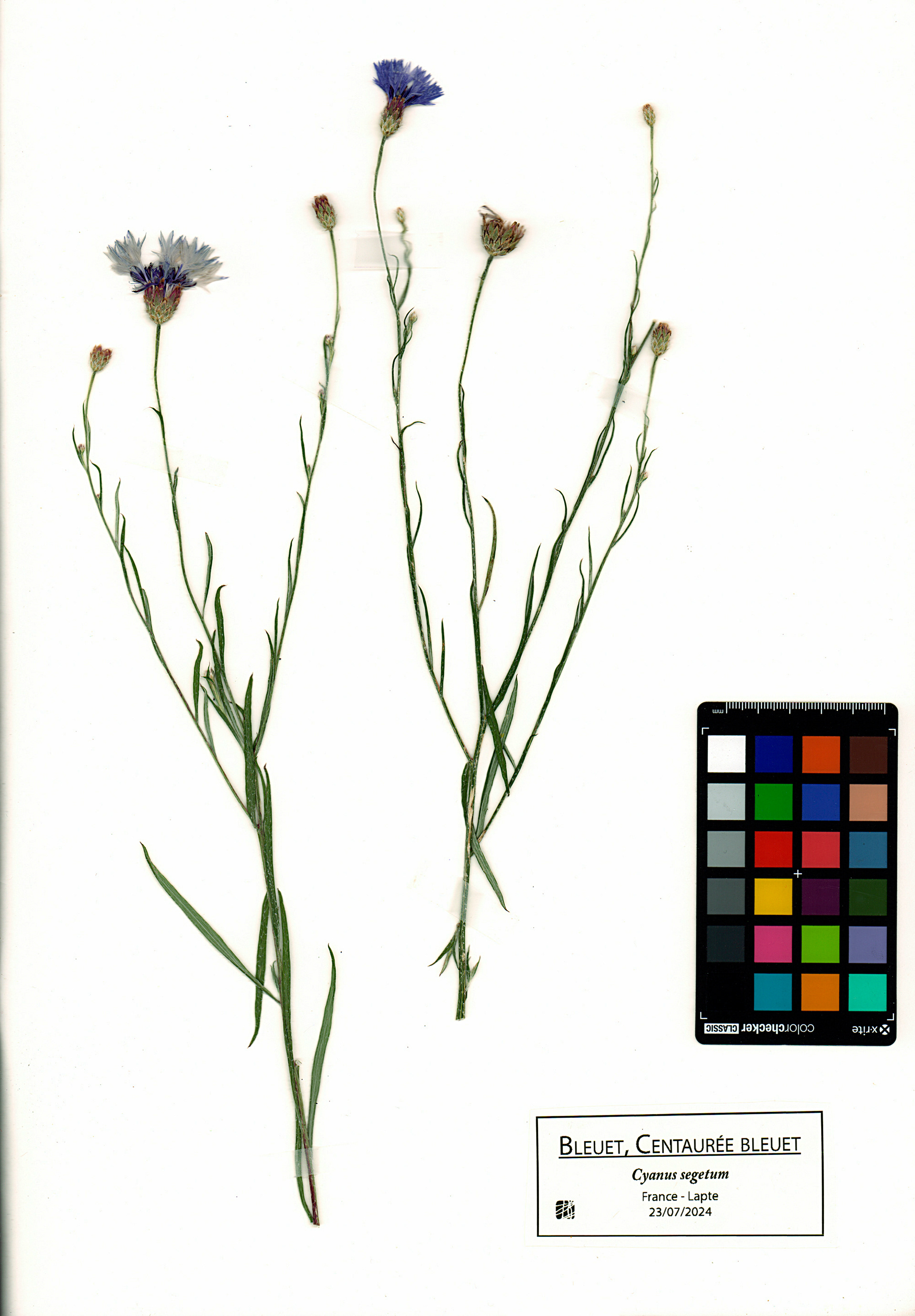 Bleuet