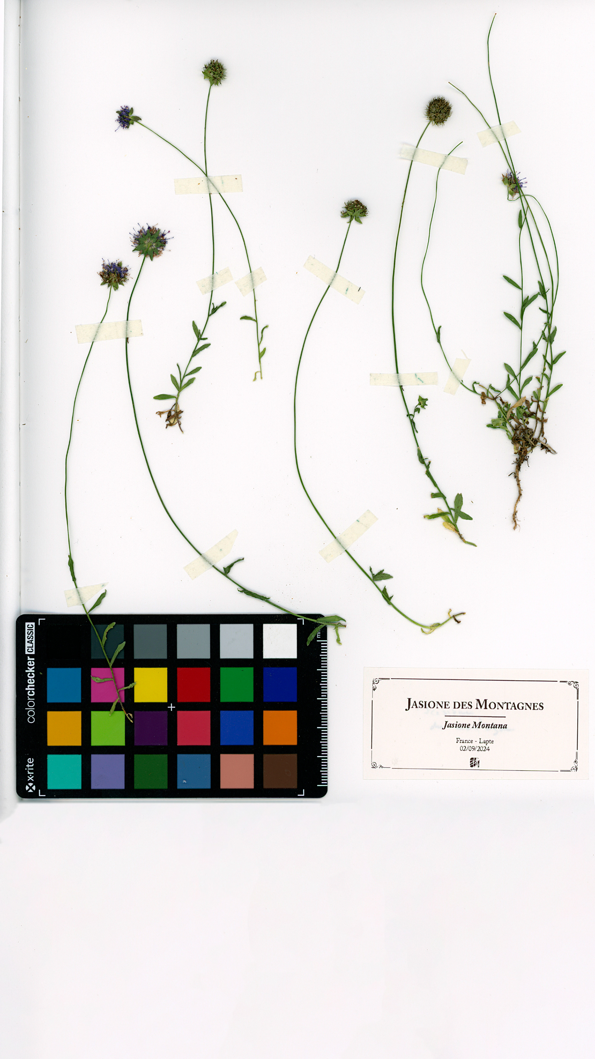 Jasione des montagnes