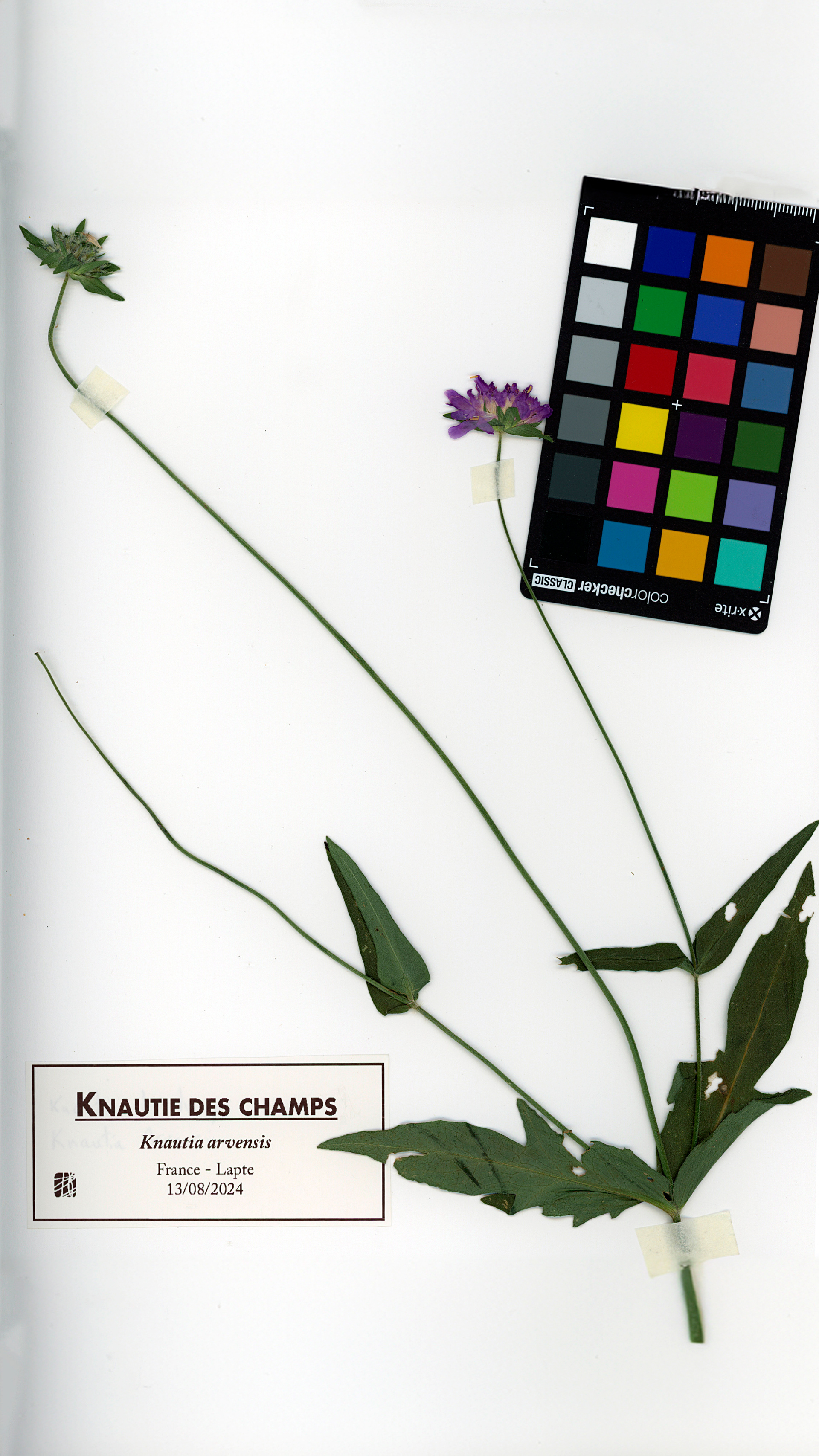Knautie des champs