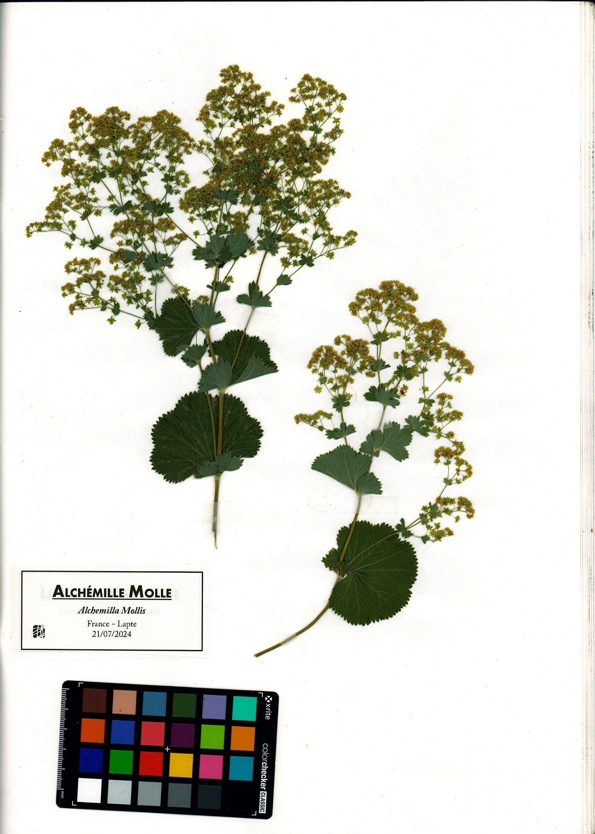 Alchémille Molle