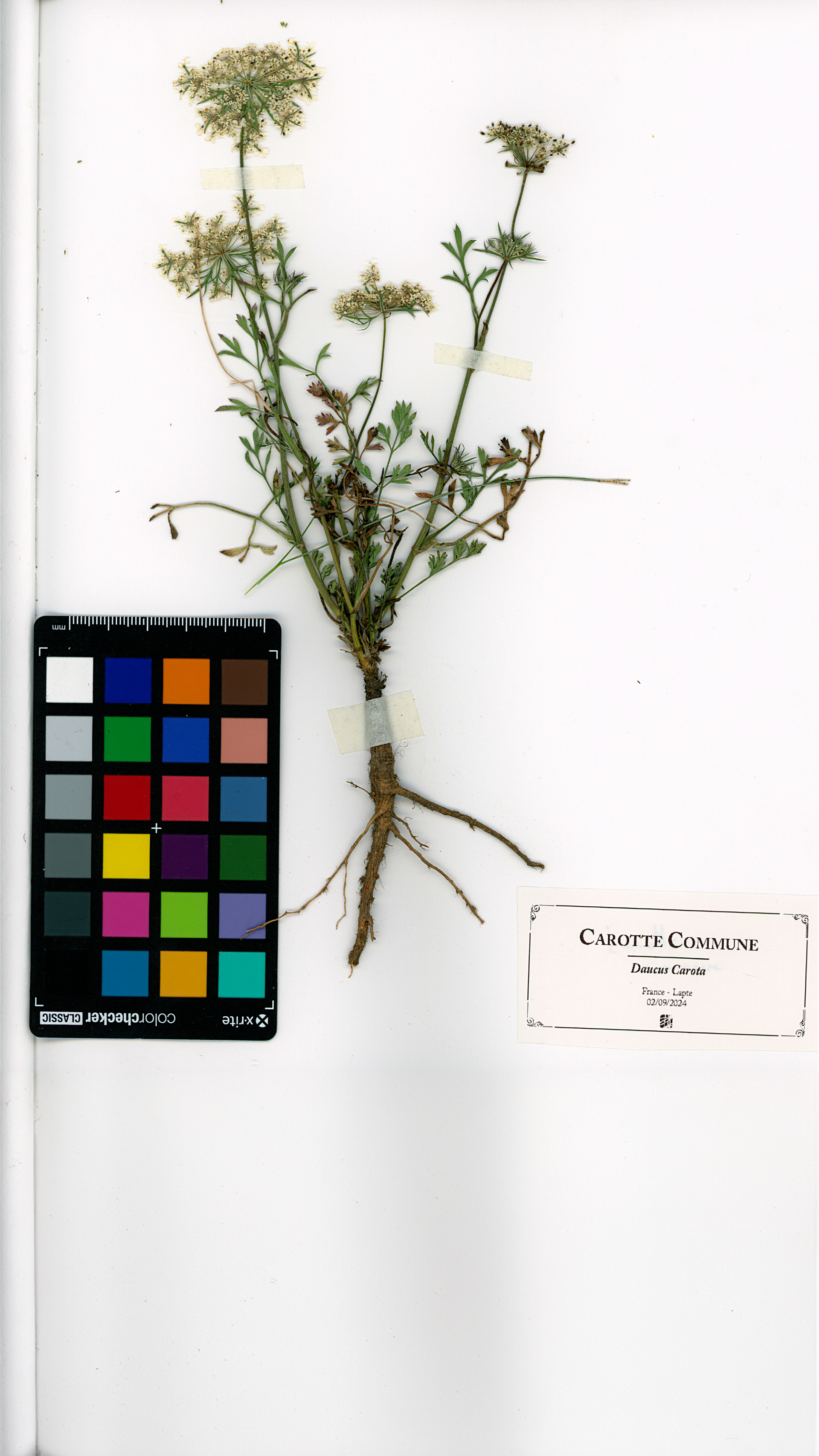 Carotte commune