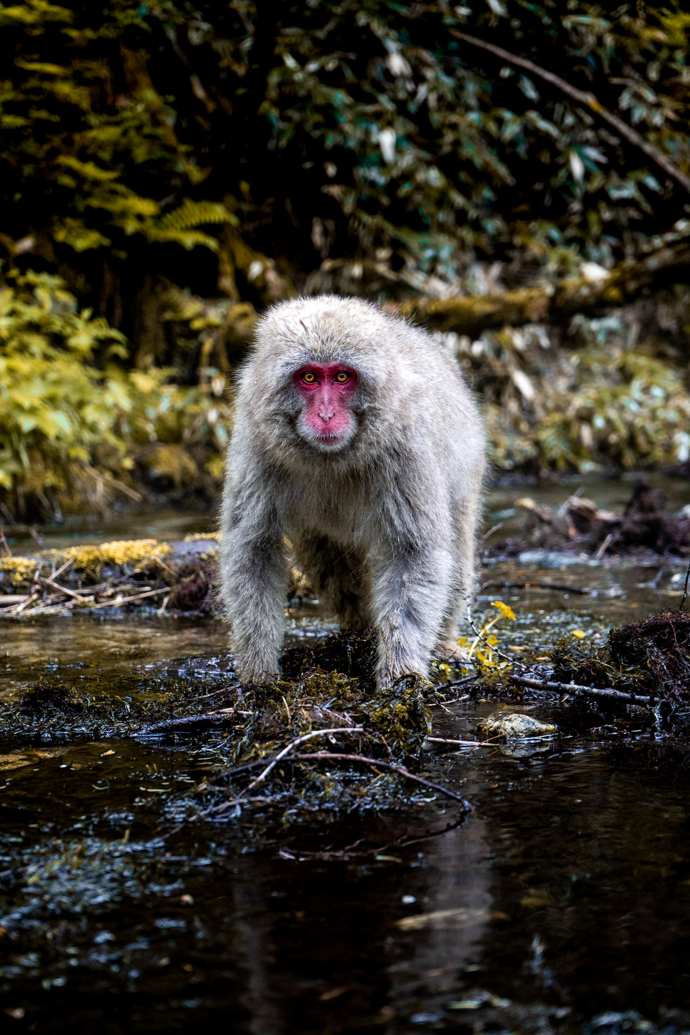 Snow Monkey in Nagaono Prefecture
