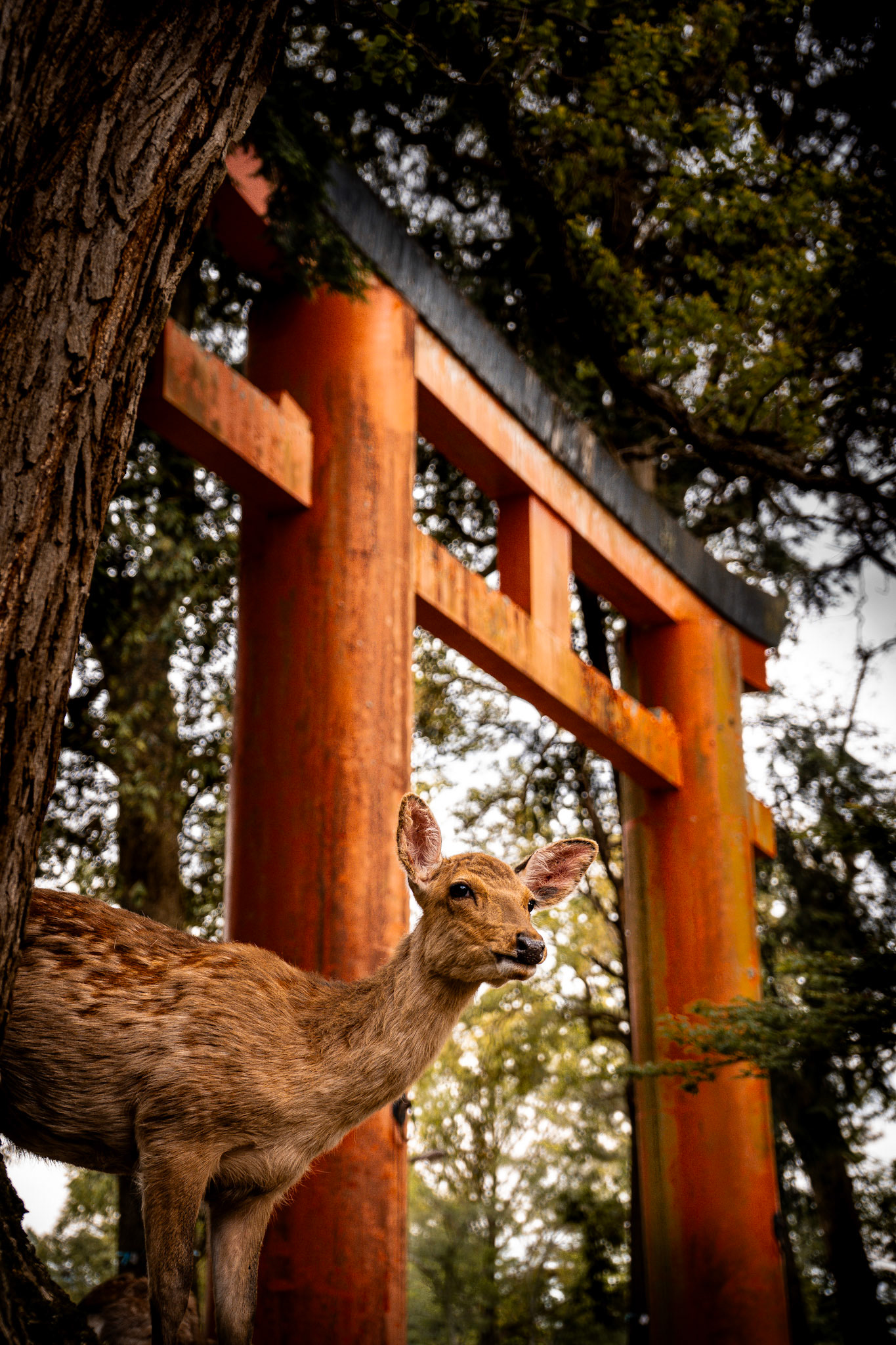 Nature Meets Culture in Nara