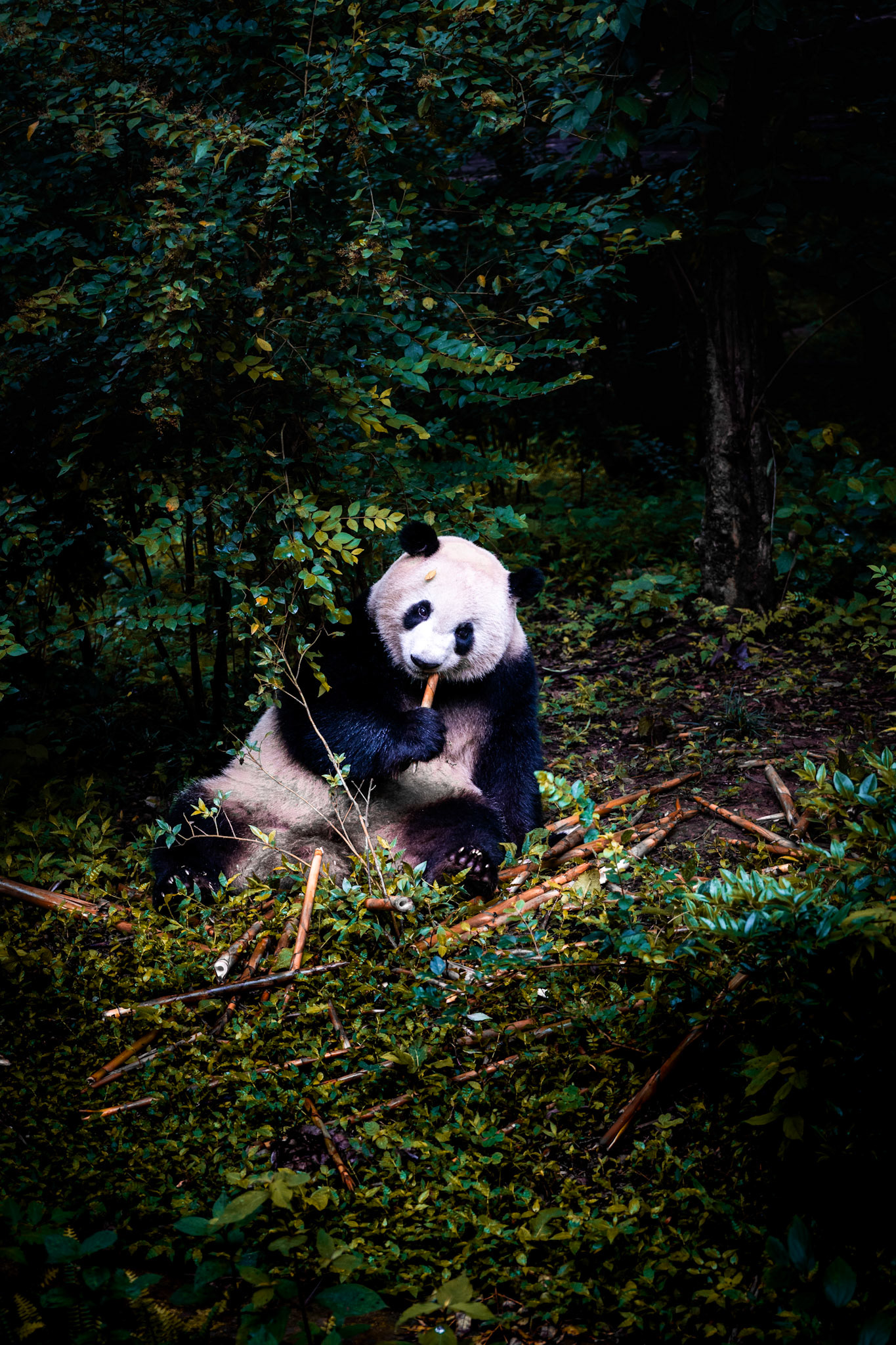 Giant panda at the Chengdu Research Centre
