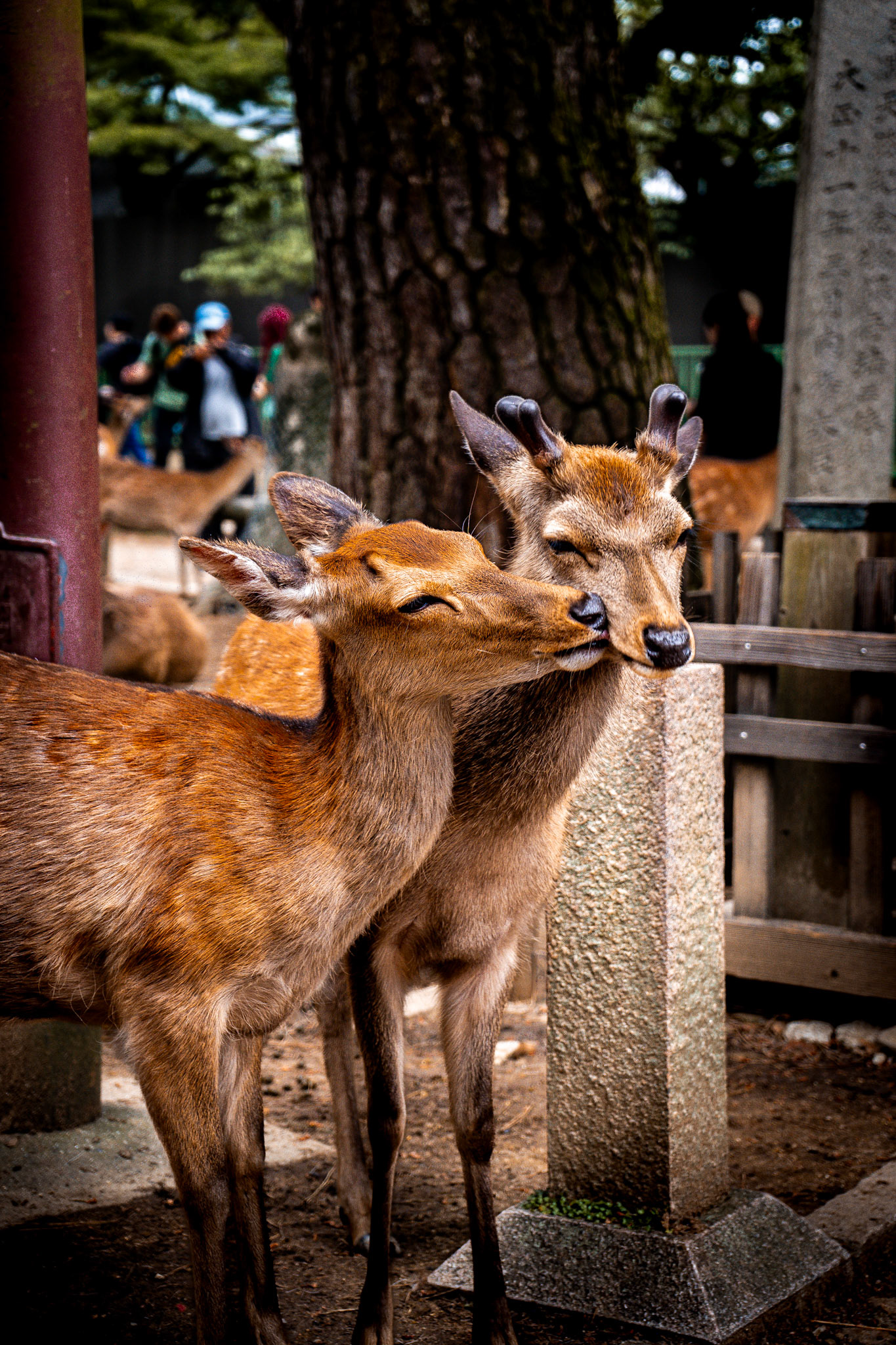 True Nature in Nara