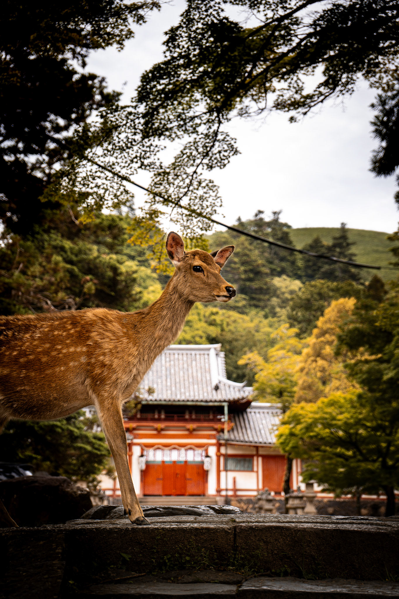 Nature Meets Culture in Nara