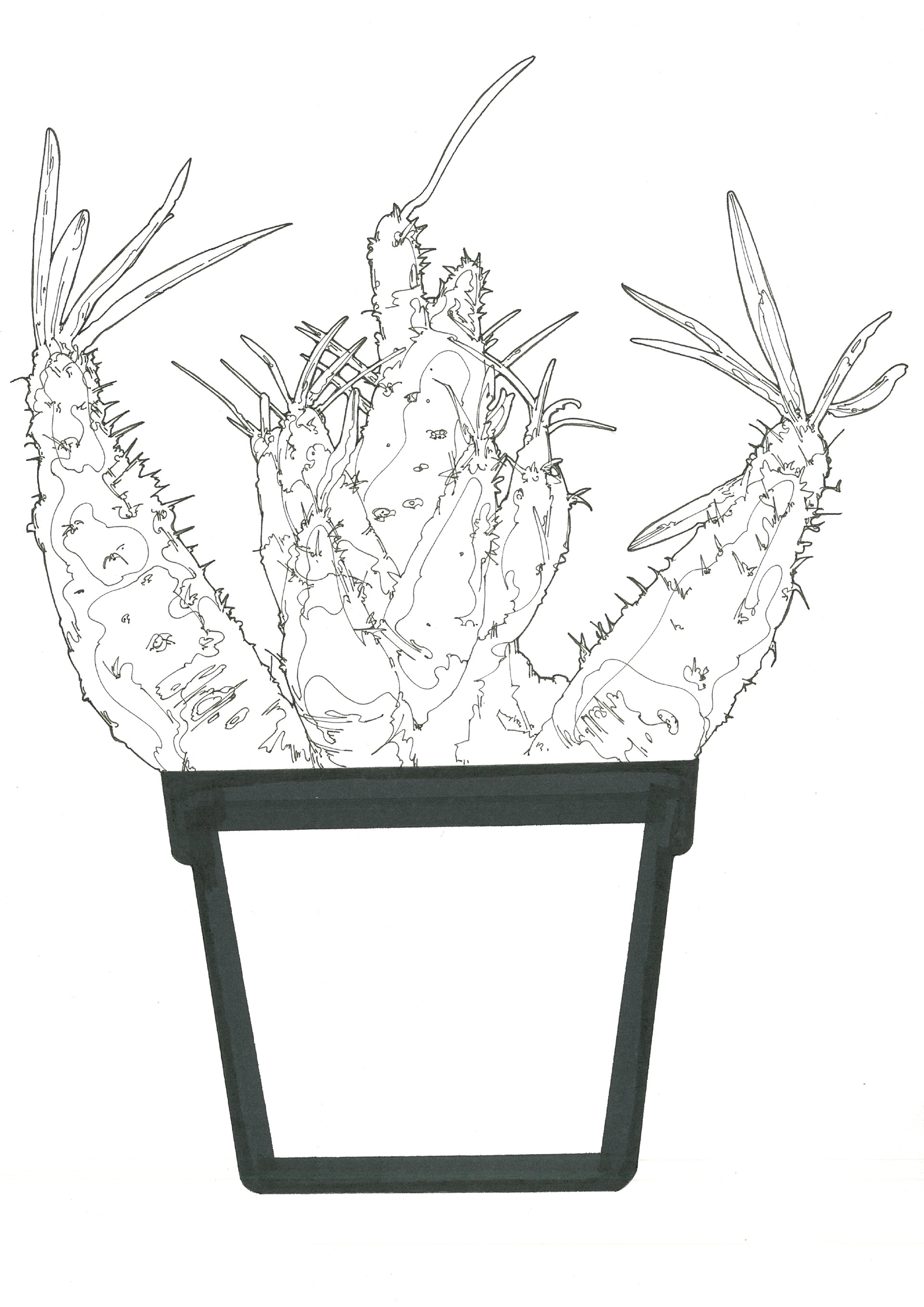 Pachypodium gracilius | 紙、インク | 29.7×21cm | 2024年