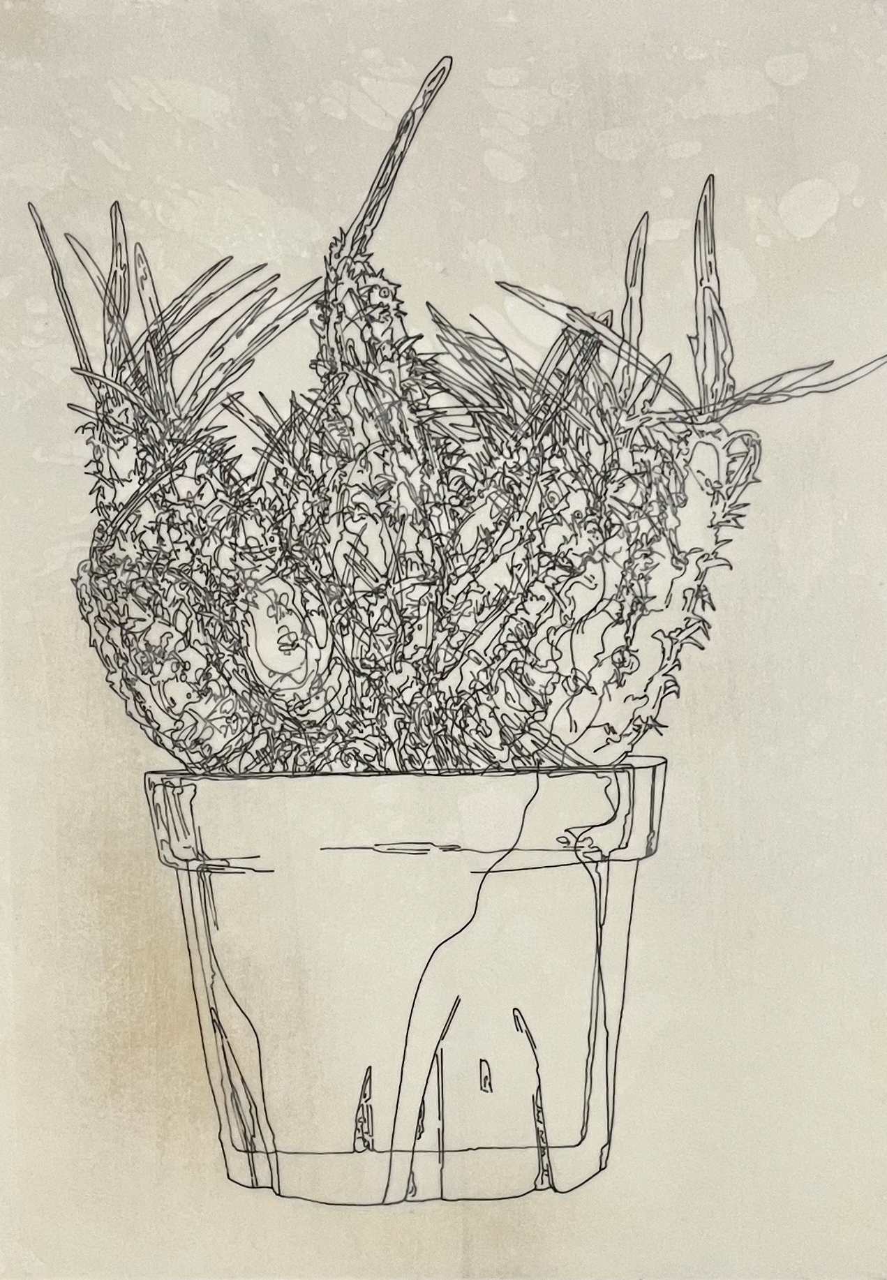 Pachypodium gracilius | 紙、インク | 29.7×21cm | 2024年
