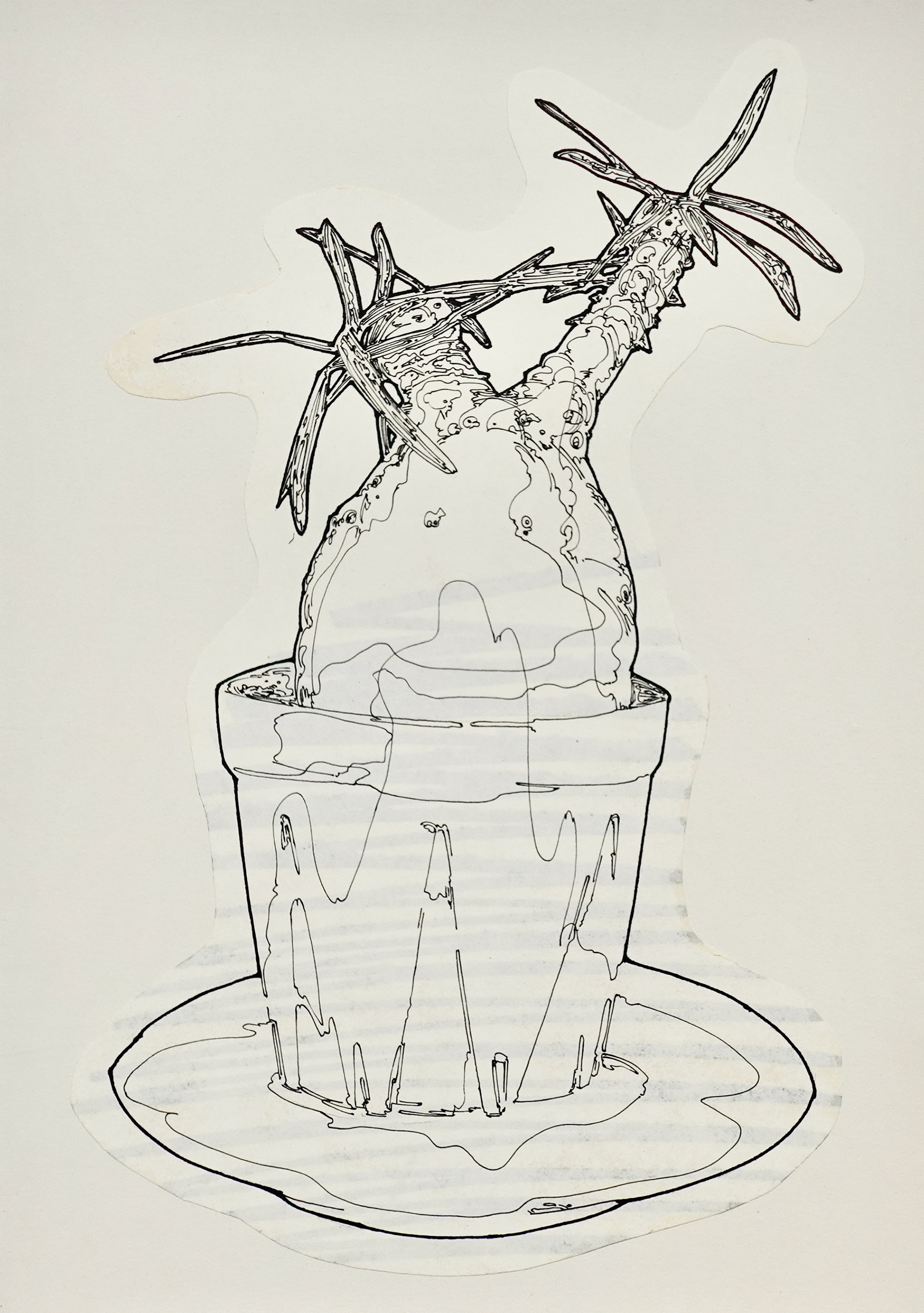 Pachypodium gracilius | 紙、インク | 29.7×21cm | 2024年