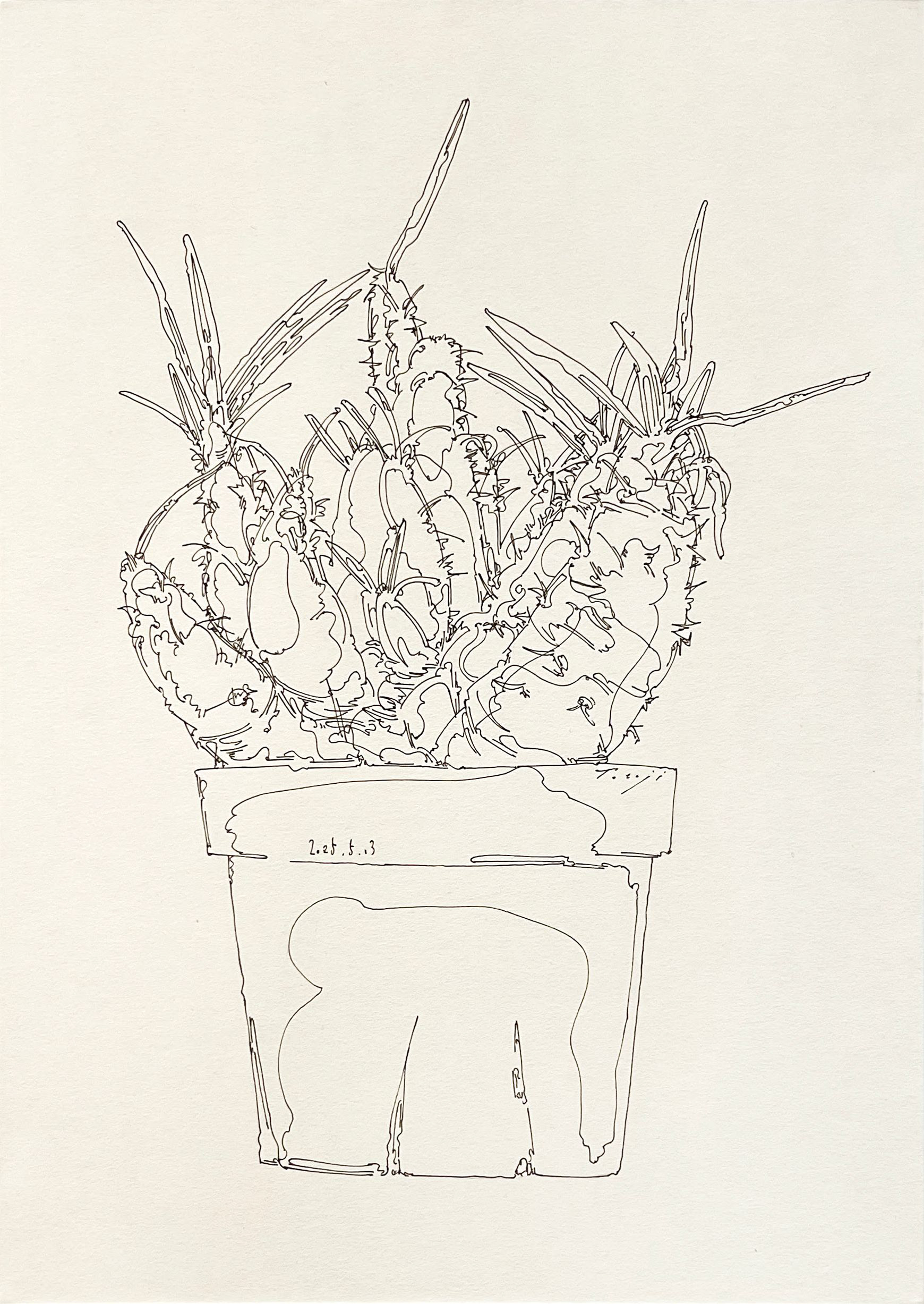 Pachypodium gracilius | 紙、インク | 29.7×21cm | 2024年