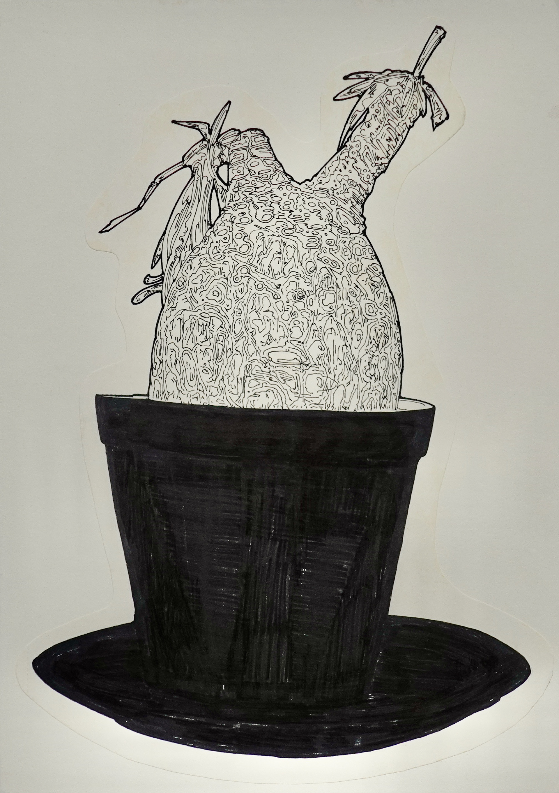 Pachypodium gracilius | 紙、インク | 29.7×21cm | 2024年
