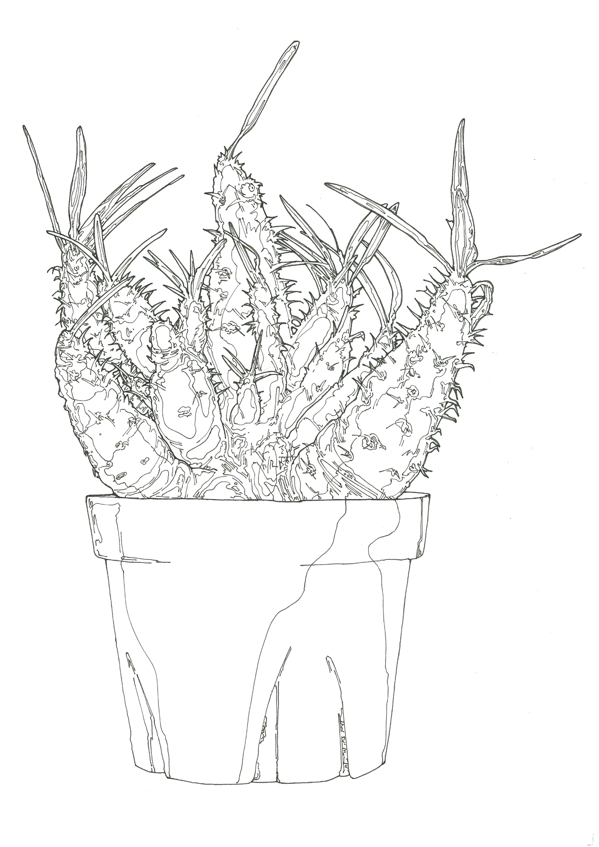 Pachypodium gracilius | 紙、インク | 29.7×21cm | 2024年