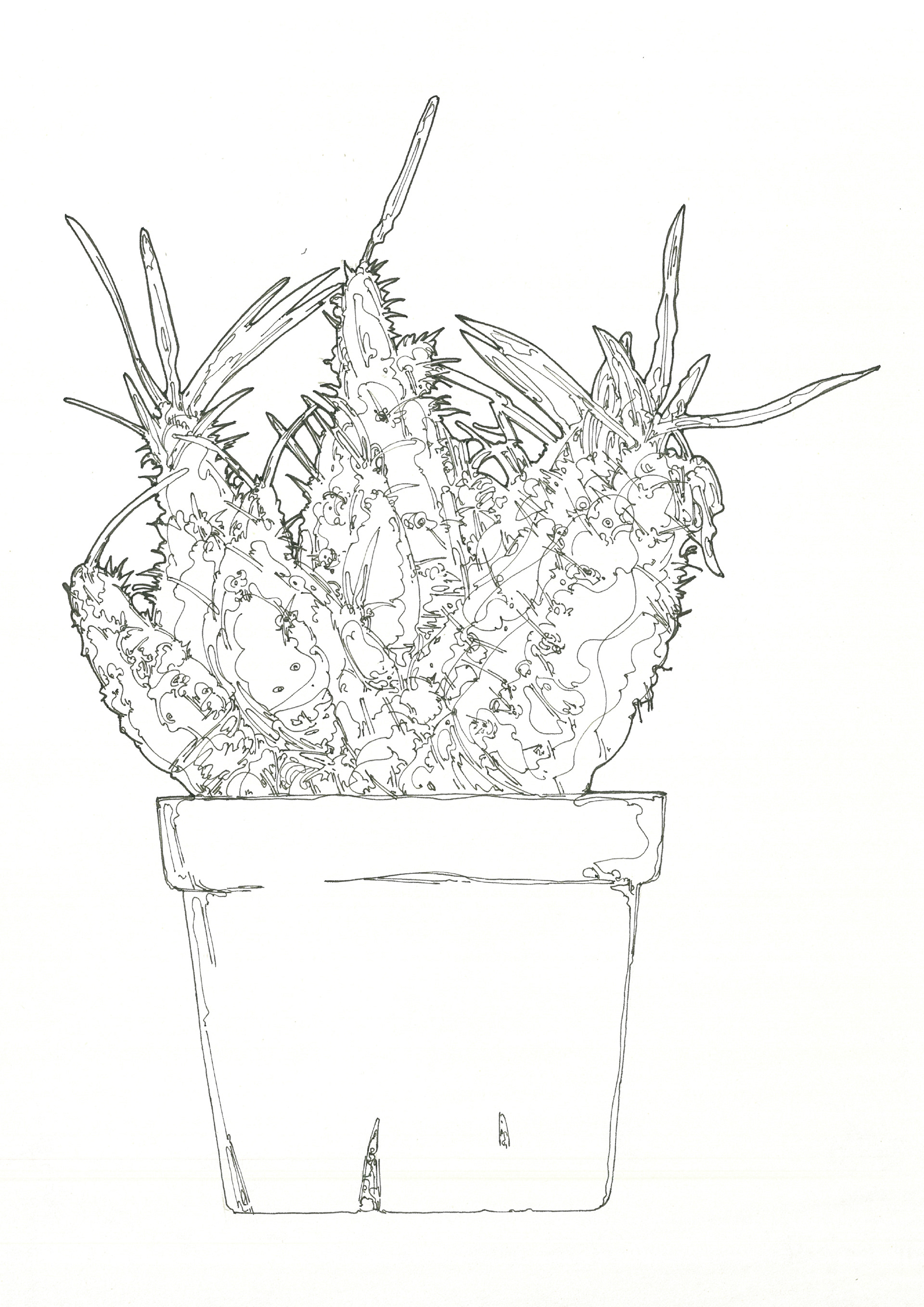 Pachypodium gracilius | 紙、インク | 29.7×21cm | 2024年