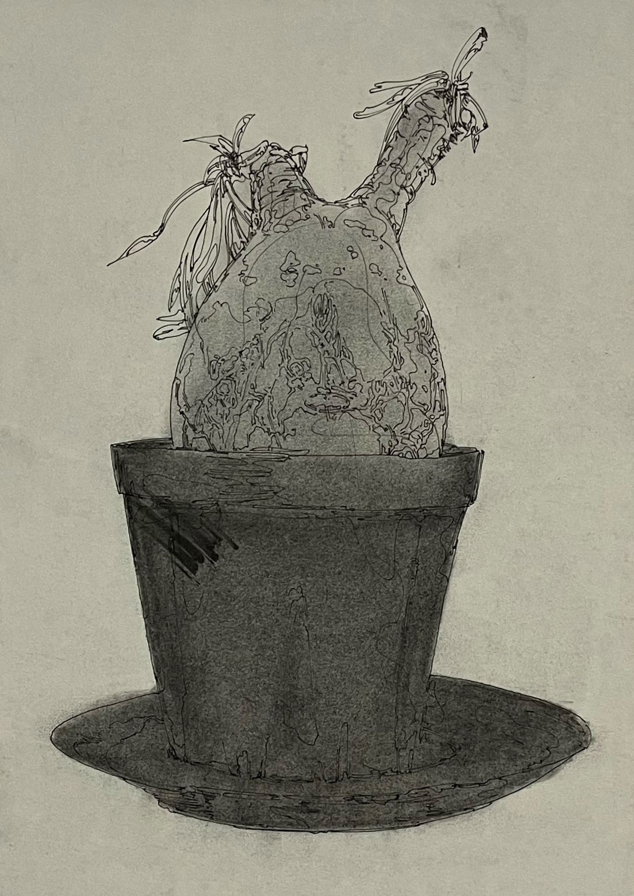 Pachypodium gracilius | 紙、インク | 29.7×21cm | 2024年
