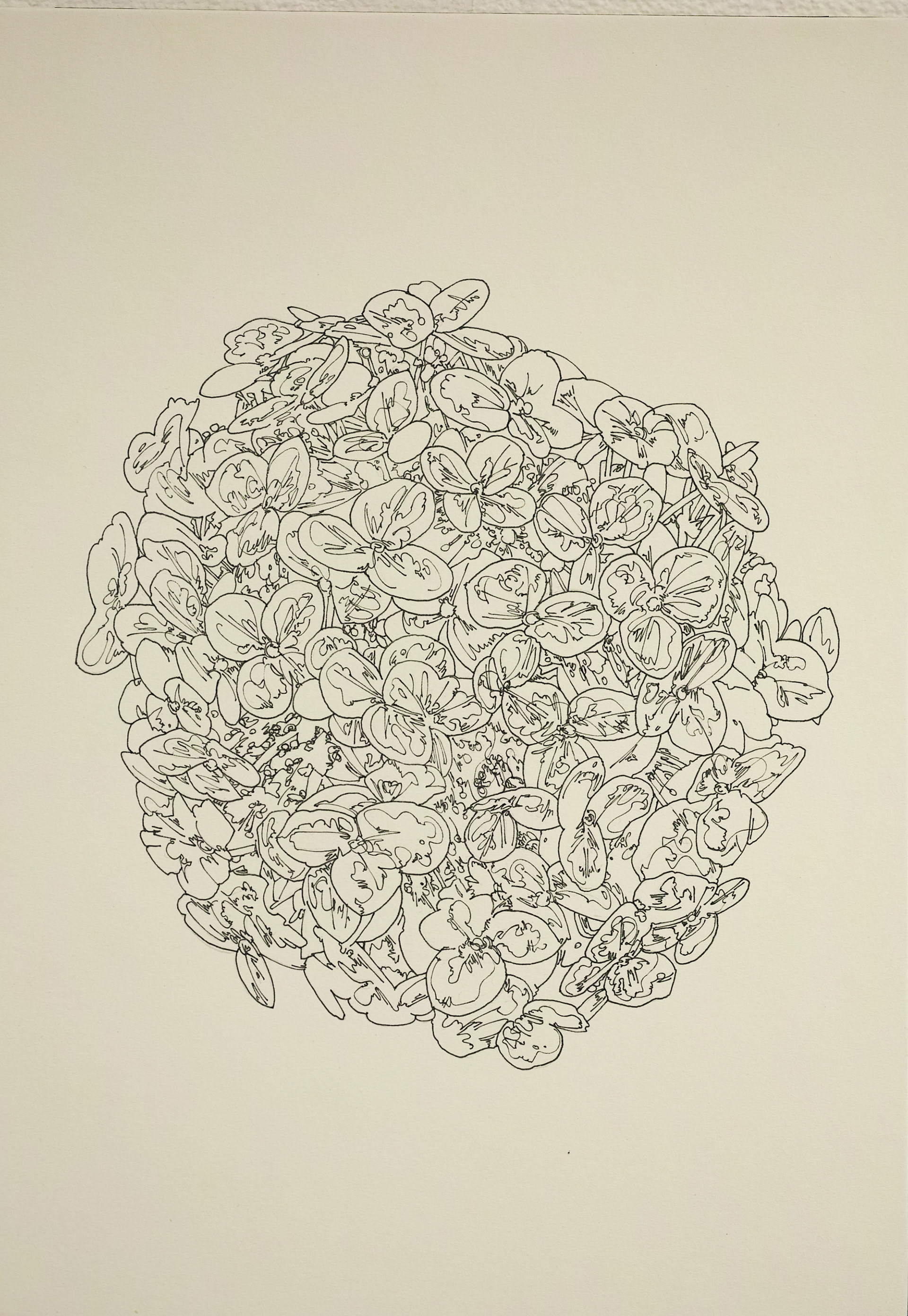 Hydrangea macrophylla | 紙、インク | 29.7×21cm | 2021年